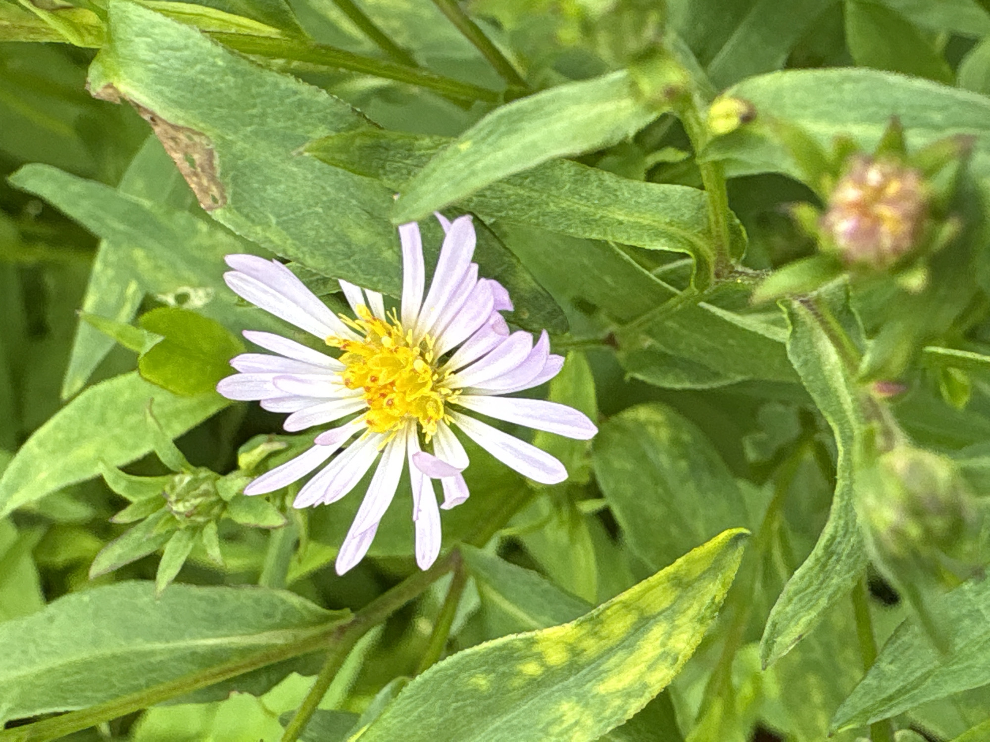 A close-up, high-angle shot shows a single, pale purple aster flower with a bright yellow center, surrounded by lush green foliage. Some of the leaves have yellowing or brown spots, indicating potential disease or damage. Several unopened flower buds are visible in the lower portion of the frame, suggesting the plant is in bloom or approaching its peak flowering period. The overall environment appears to be a garden or natural outdoor setting within Ленинградская, Russia.