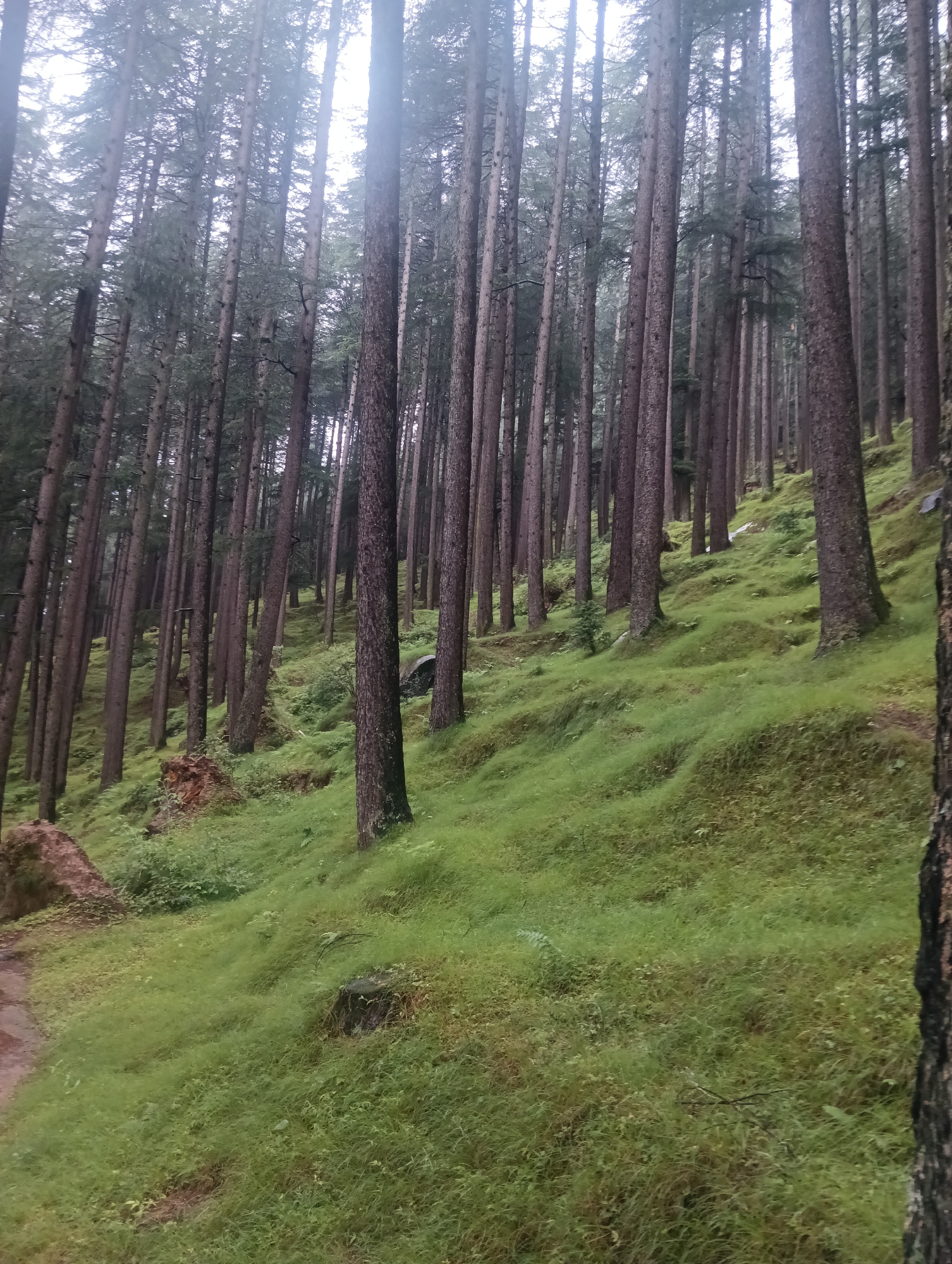 The image depicts a dense forest with tall, slender trees and a gently sloping, grassy terrain. The trees are closely packed, with their trunks dominating the foreground and midground. The grass is a vibrant green, appearing lush and possibly damp, with subtle undulations creating a textured surface. The lighting is diffused, suggesting an overcast or foggy day, which contributes to the muted colors and soft shadows within the forest. The overall impression is one of a natural, serene, and somewhat secluded woodland environment. The mention of "Chhyal, India" suggests a geographical context for this natural scene.