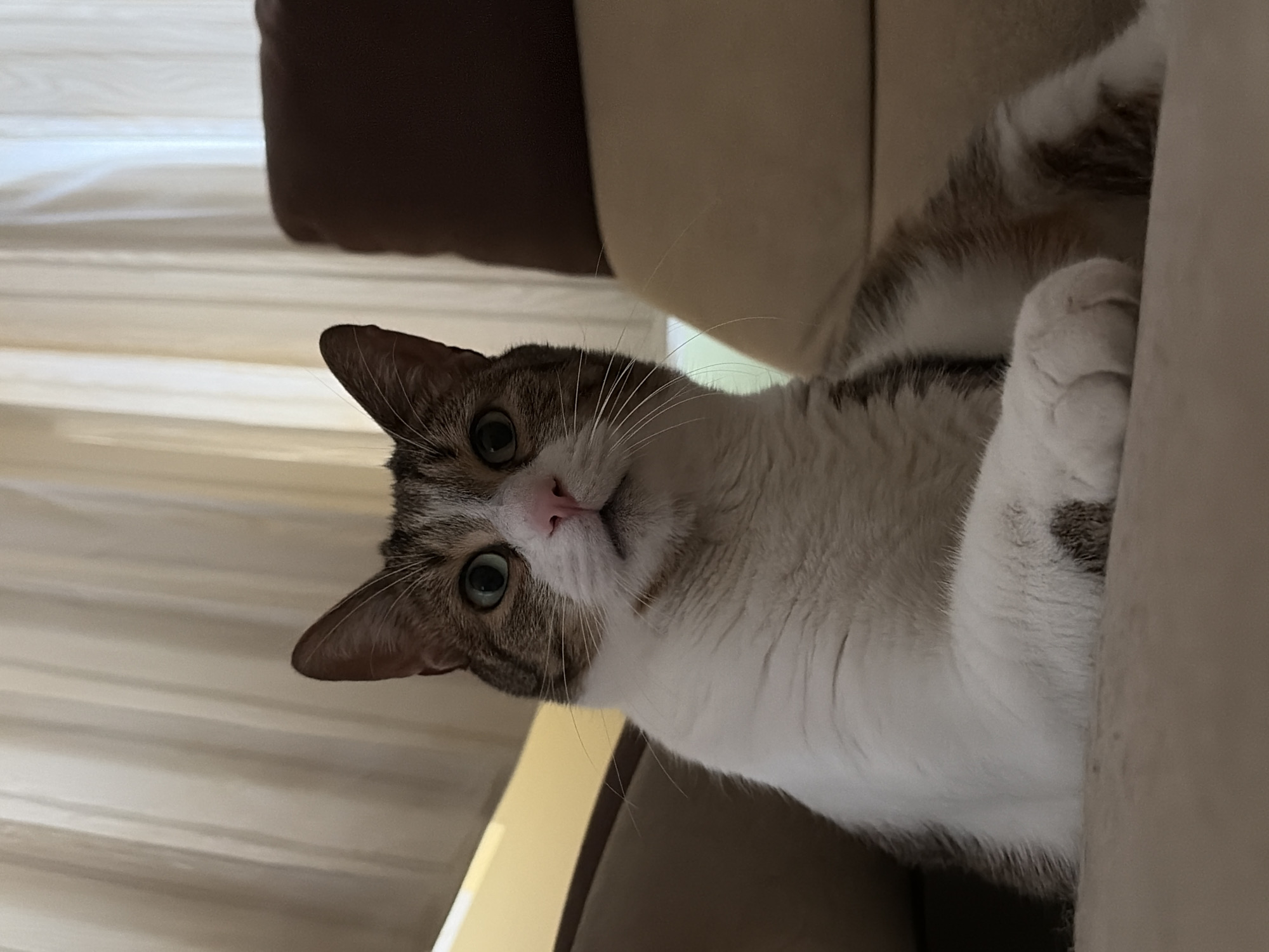 A medium shot captures a tabby and white cat sitting on a light beige couch in what appears to be a living room. The cat is looking directly at the camera with bright green eyes, its nose is pink, and its ears are perked up. The cat's fur is predominantly white on its chest and paws, with tabby markings on its head, back, and tail. Its left front paw is resting on the couch in front of it. Behind the cat, sheer curtains are visible, allowing diffused light to illuminate the scene. To the right of the cat, a dark brown pillow is partially visible, situated behind the couch cushions. The background suggests an indoor, domestic setting, though no specific location within a city is discernible. The lighting is soft and natural, creating a calm atmosphere.