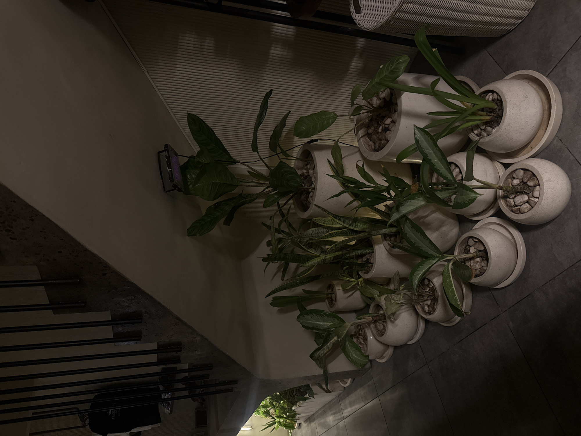 The image displays an indoor setting featuring a collection of potted plants. The scene is dimly lit, suggesting evening or low ambient light conditions.
The primary subjects are numerous green plants of various species, housed in white or light-colored ceramic pots. Most pots have matching saucers underneath, and the soil is topped with small, light-colored pebbles or stones. These plants are arranged along the base of a light-colored wall that occupies the right side of the frame. The upper portion of this wall has a horizontal ribbed or textured panel. A small electronic device, possibly a tablet or screen, emitting a purple-blue light, is mounted on the wall behind one of the plant arrangements.
To the left, a dark grey tiled floor extends across the lower and left parts of the image. Further left, a staircase with black metal railings and concrete or stone treads descends. A dark object, possibly a bag or piece of clothing, rests on one of the lower steps of the staircase. In the upper right background, a white woven basket or container is partially visible. Additional green foliage is visible at the very bottom left, hinting at another plant display or an area beyond the staircase.
No specific activity is taking place; the scene is static. The overall aesthetic is one of modern interior design, possibly in a home, office, or commercial space, emphasizing natural elements within a minimalist environment. No discernible text is visible anywhere in the image.