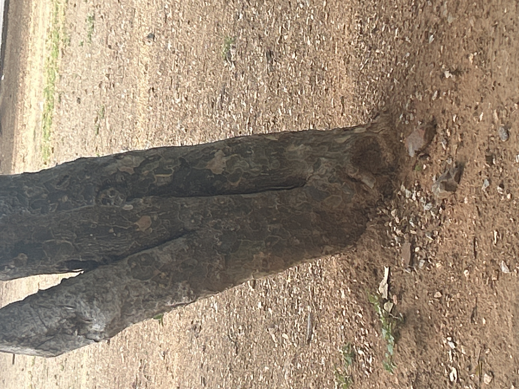 The image shows the base of a tree with a textured, rough bark. The tree trunk appears to be forked, with two main branches diverging near the ground. The ground surrounding the tree is covered in small pebbles and some scattered green vegetation. The overall environment suggests an outdoor, possibly park-like setting. The image does not contain any people, actions, or interactions to describe. The location in Santa Ana, Venezuela is not discernible from the visual information provided in the image.