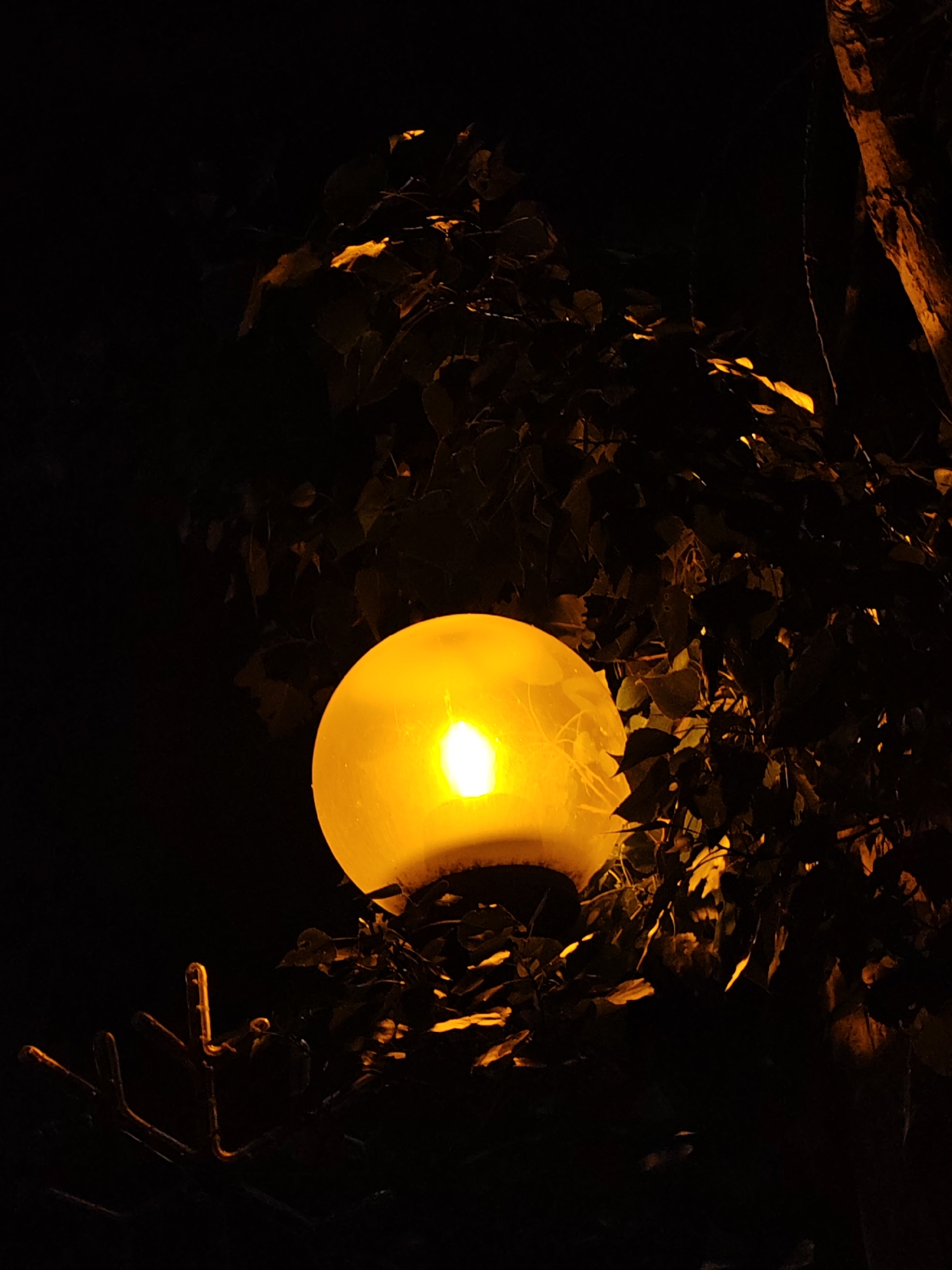 A low-angle shot captures a yellow spherical streetlight at night, partially obscured by tree branches and leaves. The light emanates a bright glow. In the lower left corner, there is a dark shape which may be parts of a bare branch or a portion of the lamp's supporting structure. The background is entirely dark.