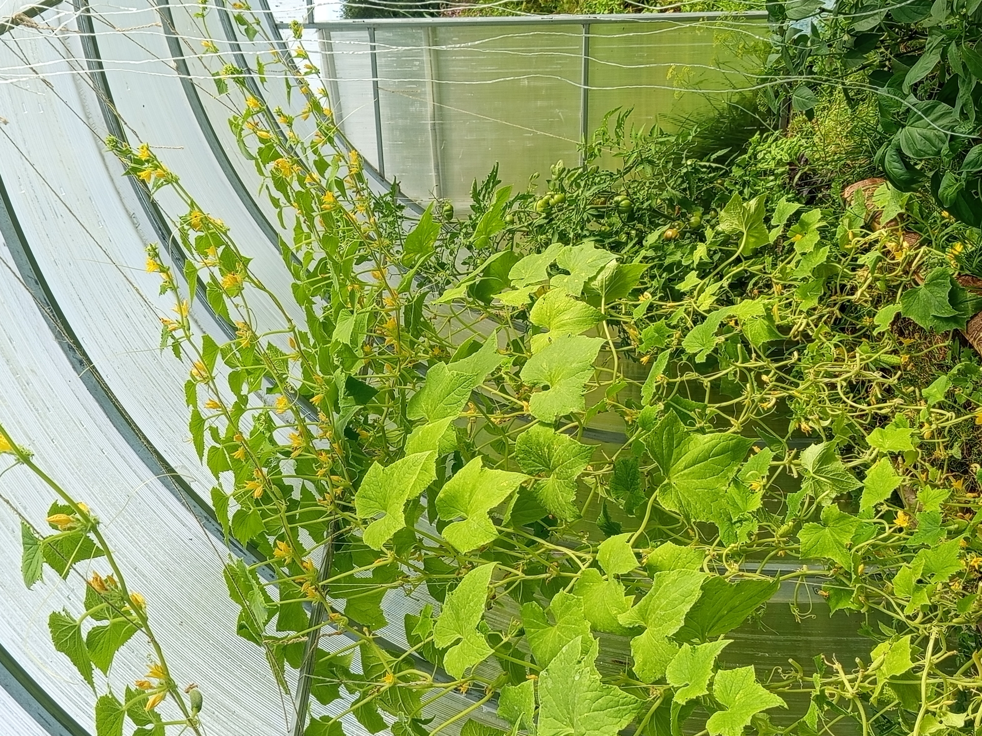 The image depicts the interior of a greenhouse in Ostrovtsy, Russia, showcasing a dense growth of cucumber plants with numerous yellow flowers and developing fruit. The plants are supported by strings attached to the arched structure of the greenhouse, which is covered with translucent material. In the background, tomato plants with visible green tomatoes can be seen. The overall environment is lush and verdant, indicating a thriving agricultural setting. There are no people or animals present in the image.