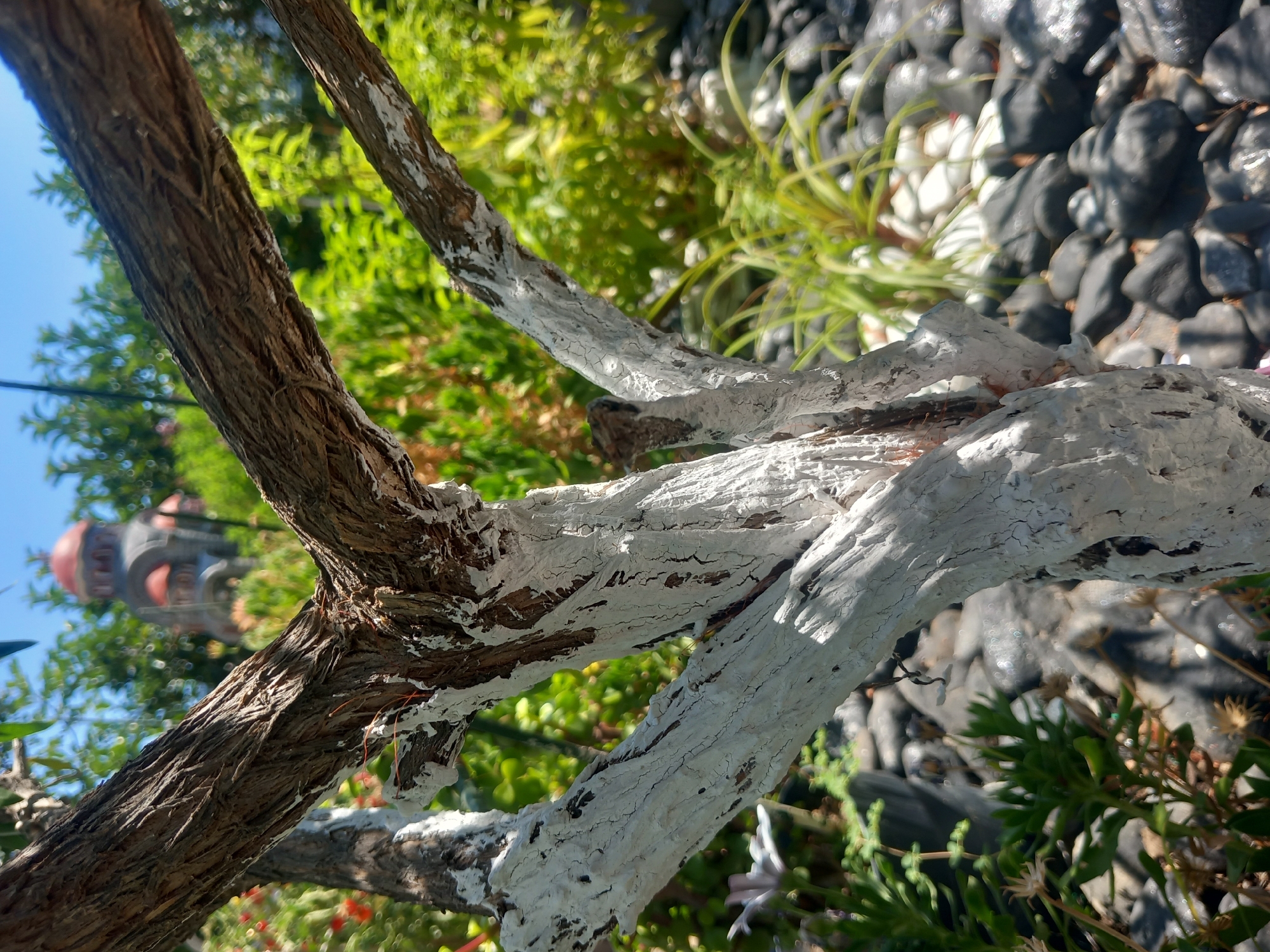 The image shows a close-up of a tree trunk in a garden. The lower portion of the trunk and its branches are painted white, while the upper parts retain their natural brown, rough bark. The background is blurred, but appears to be a lush garden with green foliage and a bright blue sky. In the far distance, a building with red domes, resembling a church, is visible. The ground is covered with dark, wet-looking stones and some sparse greenery. The scene suggests a sunny day, likely in a Mediterranean climate, given the architecture of the distant building and the presence of what appears to be a church. The location is specified as Άγιος Νεκτάριος, Greece. There are no people or animals present in the image.
