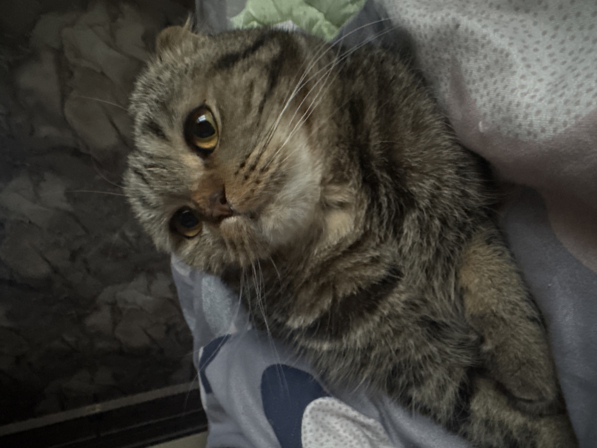 A close-up shot depicts a Scottish Fold cat with gray and brown striped fur, amber eyes, and folded ears. The cat is lying on soft bedding with gray, white, and navy blue patterns. A small portion of what appears to be a light-pink fabric is also visible near the cat. The setting of the image cannot be determined from visual information and the location in Chaikovsky, Russia, is not verifiable.