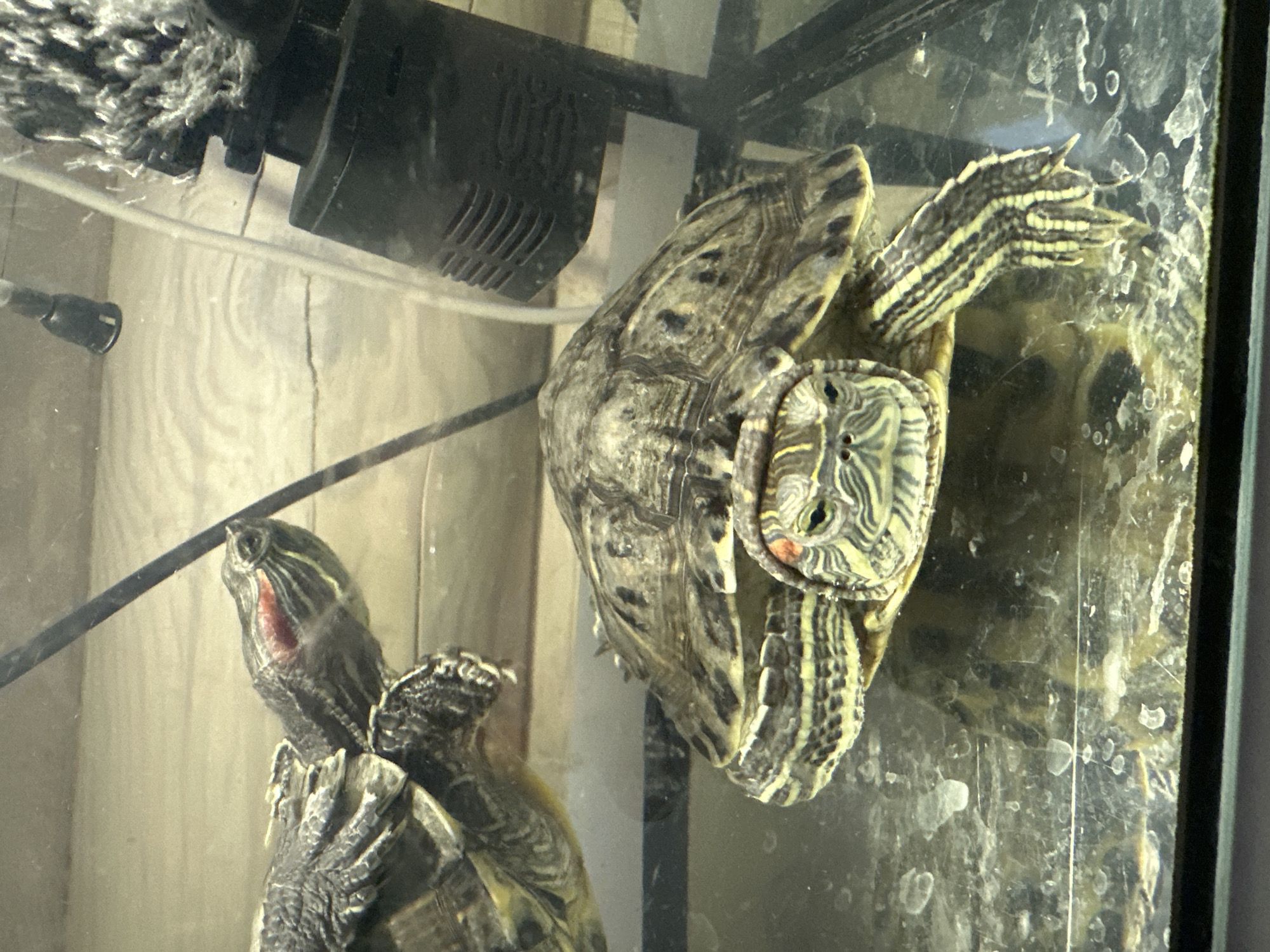 Two red-eared slider turtles are visible inside a glass tank filled with water. A black aquarium filter is attached to the top left corner of the tank. The turtle on the right is upside down with its limbs extended. The turtle on the left is near the bottom left of the tank and is looking upwards. The interior of the tank appears dirty with deposits on the glass. The location is not discernible from the image.