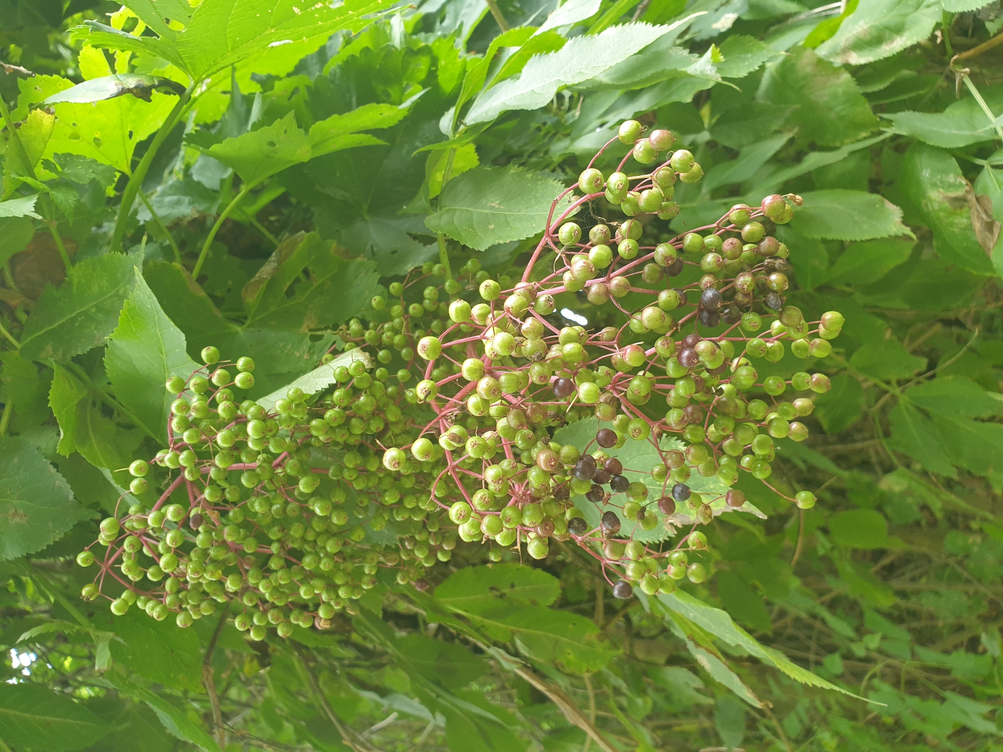 The image shows a cluster of unripe elderberries on a branch, surrounded by green leaves. The berries are small, round, and green, with some showing hints of red. A few berries are darker, appearing to be ripening or damaged. The background consists of more green foliage, suggesting an outdoor, natural setting. The image is a close-up shot, focusing on the details of the berries and their stems. No people, animals, or man-made objects are visible. The location is identified as Lozovyi Yar, Ukraine.