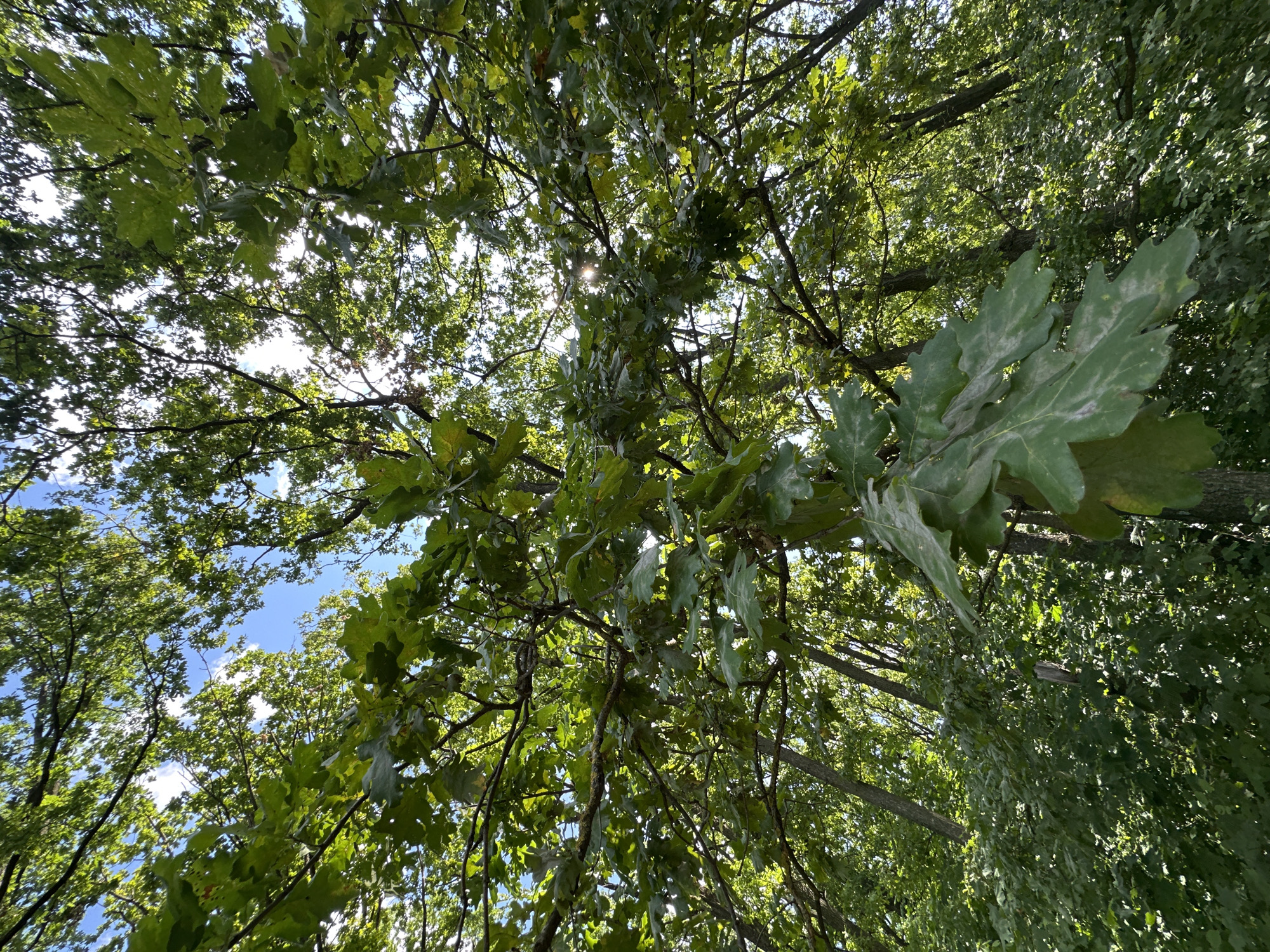 This is a low-angle shot looking up into the canopy of a deciduous forest in Shatava, Ukraine. The sun is visible through the leaves, casting dappled light. The leaves are predominantly green, with some lighter shades suggesting the presence of sunlight filtering through. Oak leaves are clearly visible in the foreground and throughout the scene, identifiable by their lobed shape. The trees are mature, with thick branches. The undergrowth is dense and green, creating a lush forest environment. There are no people or animals visible in the image. The sky, visible in patches between the leaves, is blue with some scattered white clouds.