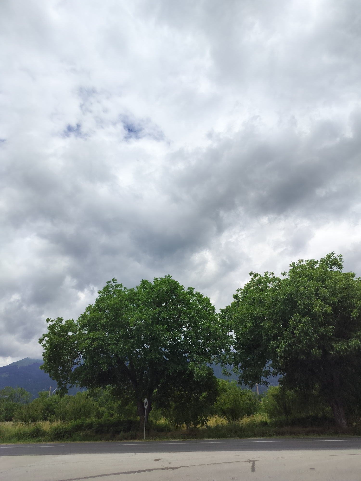 The image depicts a landscape scene with a cloudy sky, trees, and a road. The sky is filled with grey and white clouds, with some patches of blue visible. In the foreground, there is a paved surface that appears to be a road or pathway. Beyond this, a strip of grass and vegetation runs horizontally, bordering a denser area of trees and foliage. Two large, leafy green trees are prominent in the middle ground, framing a view of a misty mountain or hill in the distance. The overall atmosphere suggests an overcast or impending rainy day. The scene is located in the city of Tarnicheni, Bulgaria.