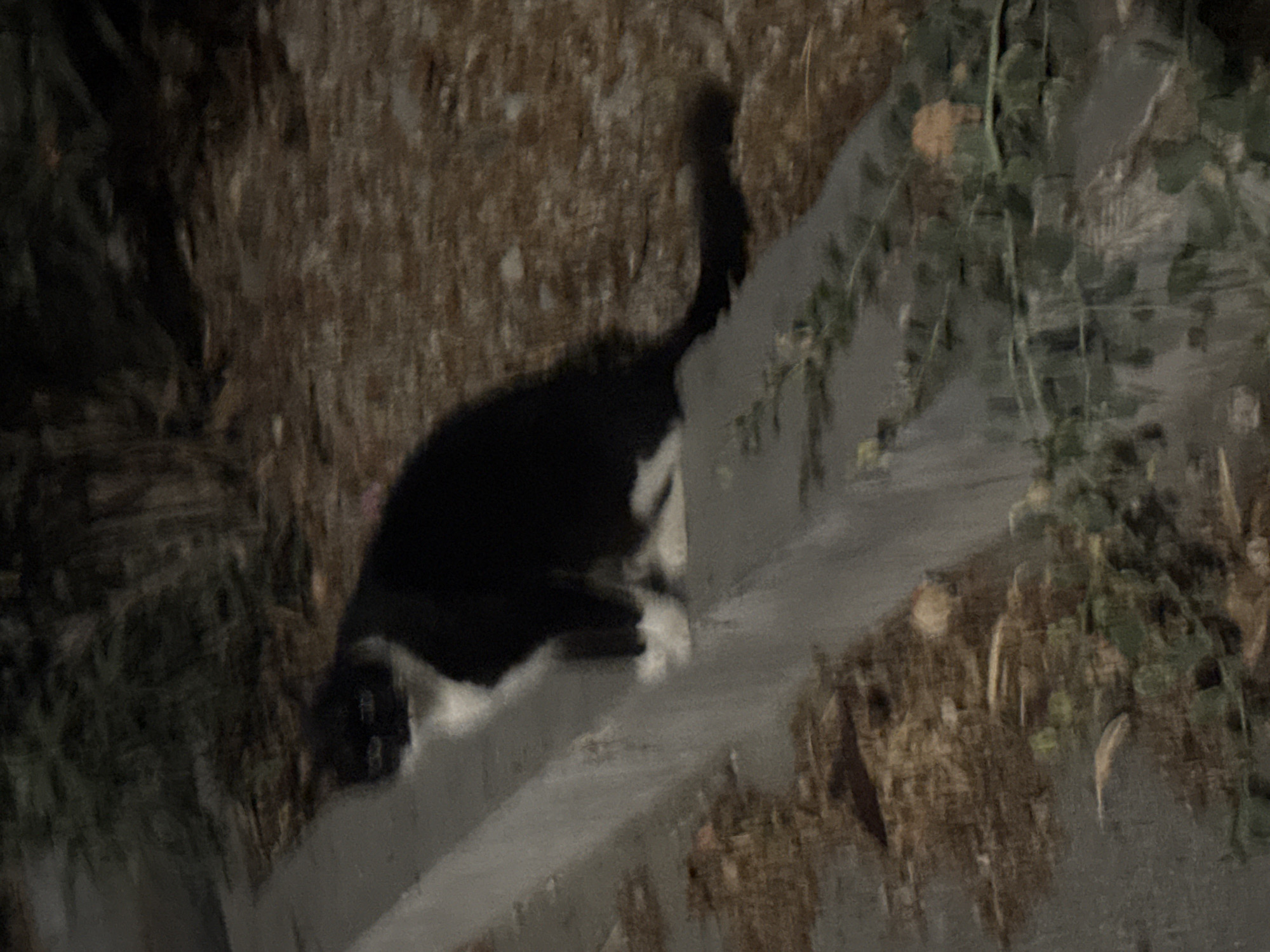 In the city of Agios Tychona Community, Cyprus, a black and white cat is perched on a concrete ledge outdoors at night. The cat is facing left and appears to be alert. The background consists of dirt and sparse vegetation, suggesting an unkempt or natural area within the urban environment. The lighting is dim, indicating it is nighttime, and the image quality is poor due to low light and possible motion blur.