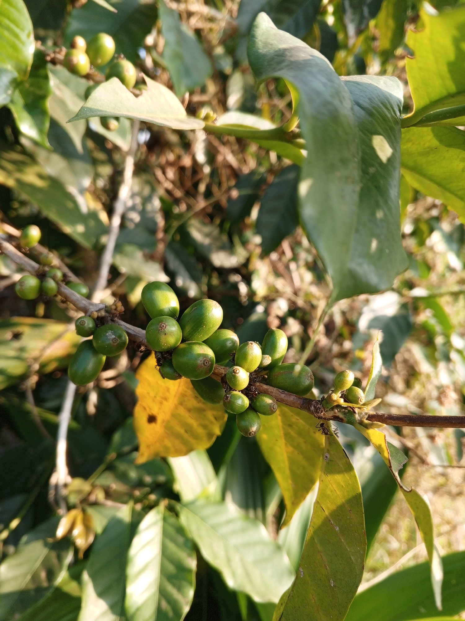 A close-up shot focuses on a coffee plant branch bearing numerous unripe, green coffee cherries. The cherries are clustered along the stem, some appearing in pairs and others individually. The plant's leaves are a vibrant green, with a few leaves showing signs of yellowing and damage, suggesting a natural process or insect activity. The background is blurred, composed of more foliage and dappled sunlight, hinting at an outdoor setting in a natural environment. The lighting suggests it is daytime, possibly morning or late afternoon, given the warm, golden hues of the sunlight filtering through the leaves. There is no visible text in the image. The overall impression is one of growth and the early stages of coffee bean development, captured in a serene natural environment likely in Yakkurugala, Sri Lanka. Ants are visible on the branch and leaves, indicating the presence of insect life in the ecosystem.