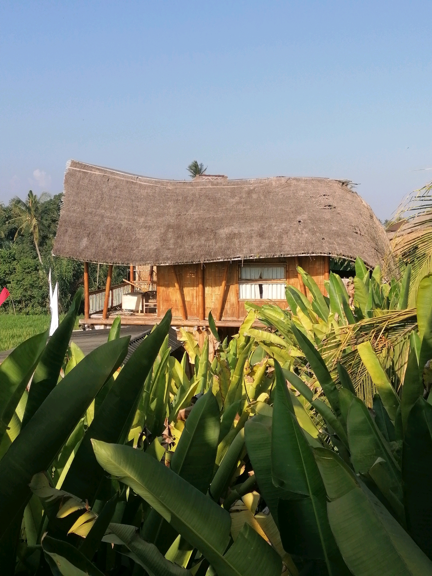This is an eye-level, medium shot of a bamboo bungalow with a thatched roof, set against a backdrop of lush tropical vegetation and a clear blue sky. The bungalow is raised on stilts and has a veranda with wooden railings. A window with white curtains is visible on the front of the structure. In the foreground, large, green banana leaves obscure the lower portion of the image. To the left of the bungalow, a rice field is visible with two flags, one red and one white, planted in the field. The scene appears to be in Ubud District, Indonesia, judging by the architecture and tropical flora. There are no people or animals visible in the image.