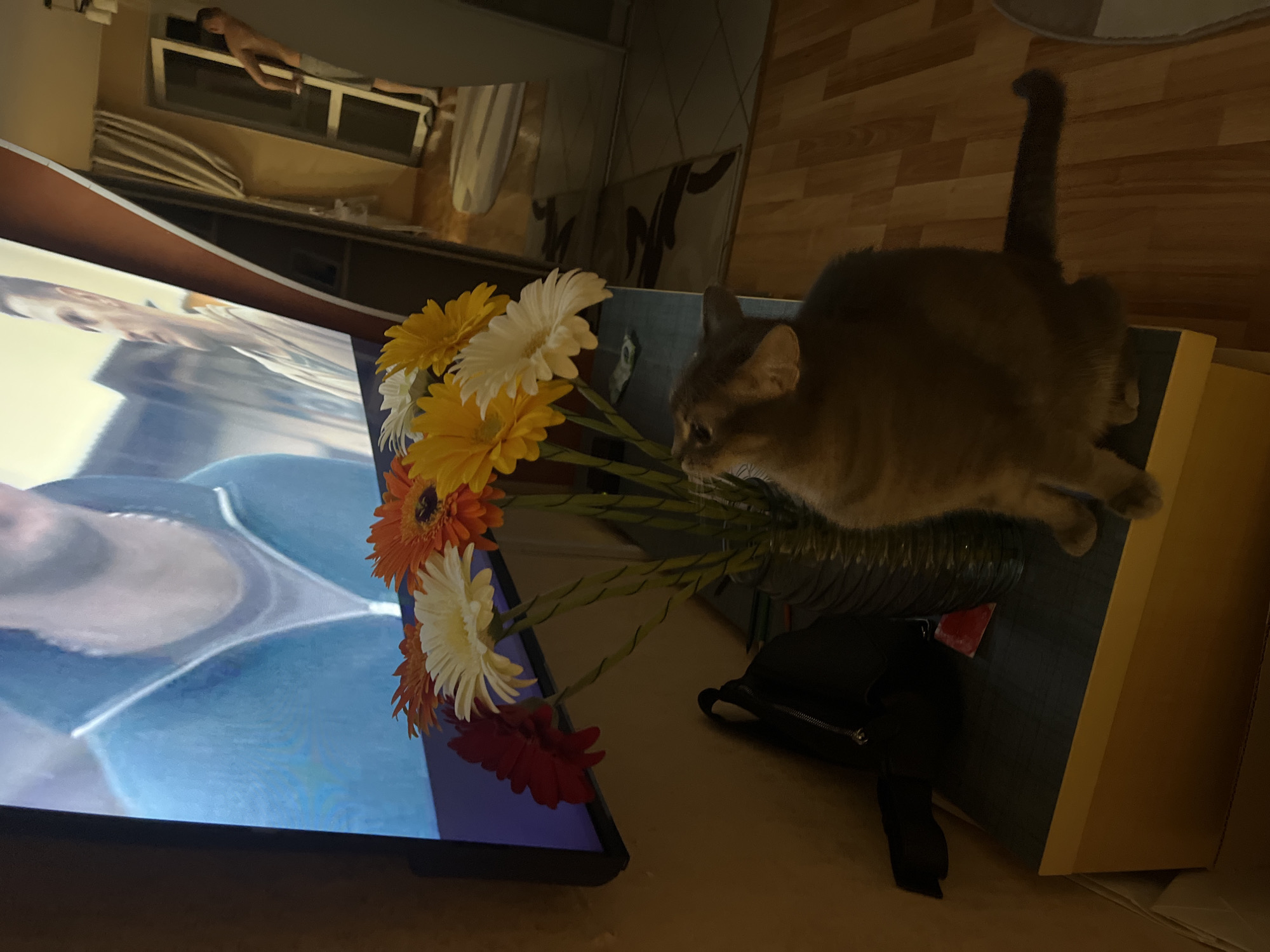 A medium-sized gray cat with its tail upright stands on top of a stack of books or boxes in an indoor environment. The cat is positioned next to a bouquet of yellow, white, orange, and red gerbera daisies in a vase or container. A black object, possibly a bag, is near the flowers and the cat. A television screen displaying an image of a person's face in shades of blue dominates the left side of the frame. The backdrop consists of wooden floors and a partially visible interior, including a window and possibly a decorative piece on the wall. No people appear in the scene, aside from the television. There is no indication of the city of Chaikovsky, Russia.