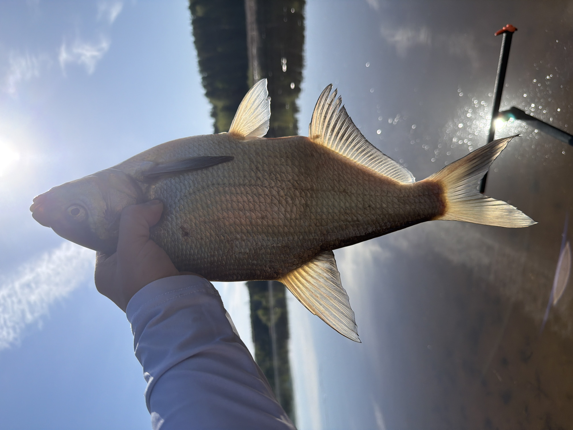 A person in a white, long-sleeved shirt is holding a fish, possibly a bream, in front of a body of water. The water reflects trees on the opposite bank. A fishing rod is partially visible on the right side of the frame. The location appears to be Chaikovsky, Russia. The image is shot from a low angle, looking up toward a bright sky.