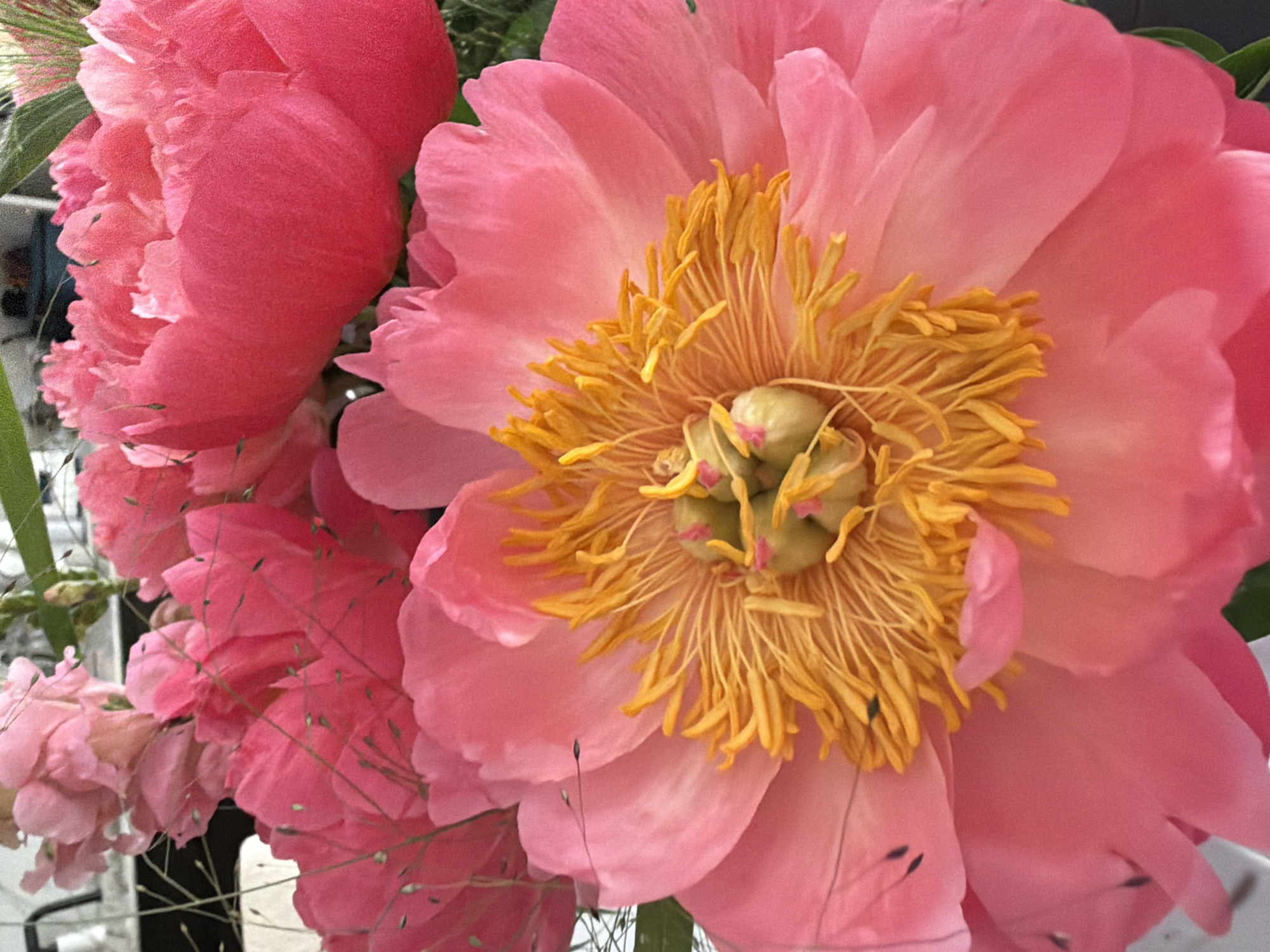 A close-up, eye-level, vertical shot captures a bouquet of vibrant pink peonies. The foreground is dominated by a large, open peony, its delicate petals unfurling to reveal a lush center of bright yellow stamens tipped with green. Smaller, tightly furled buds and other blooms in varying shades of pink and coral are visible in the background, interspersed with wispy green grass. The lighting is soft and diffused, highlighting the textures and subtle color variations of the flowers. The overall impression is one of natural beauty and abundance. The scene is set indoors, likely on a table or counter, with hints of a neutral-colored background. There are no people or animals in the image.
