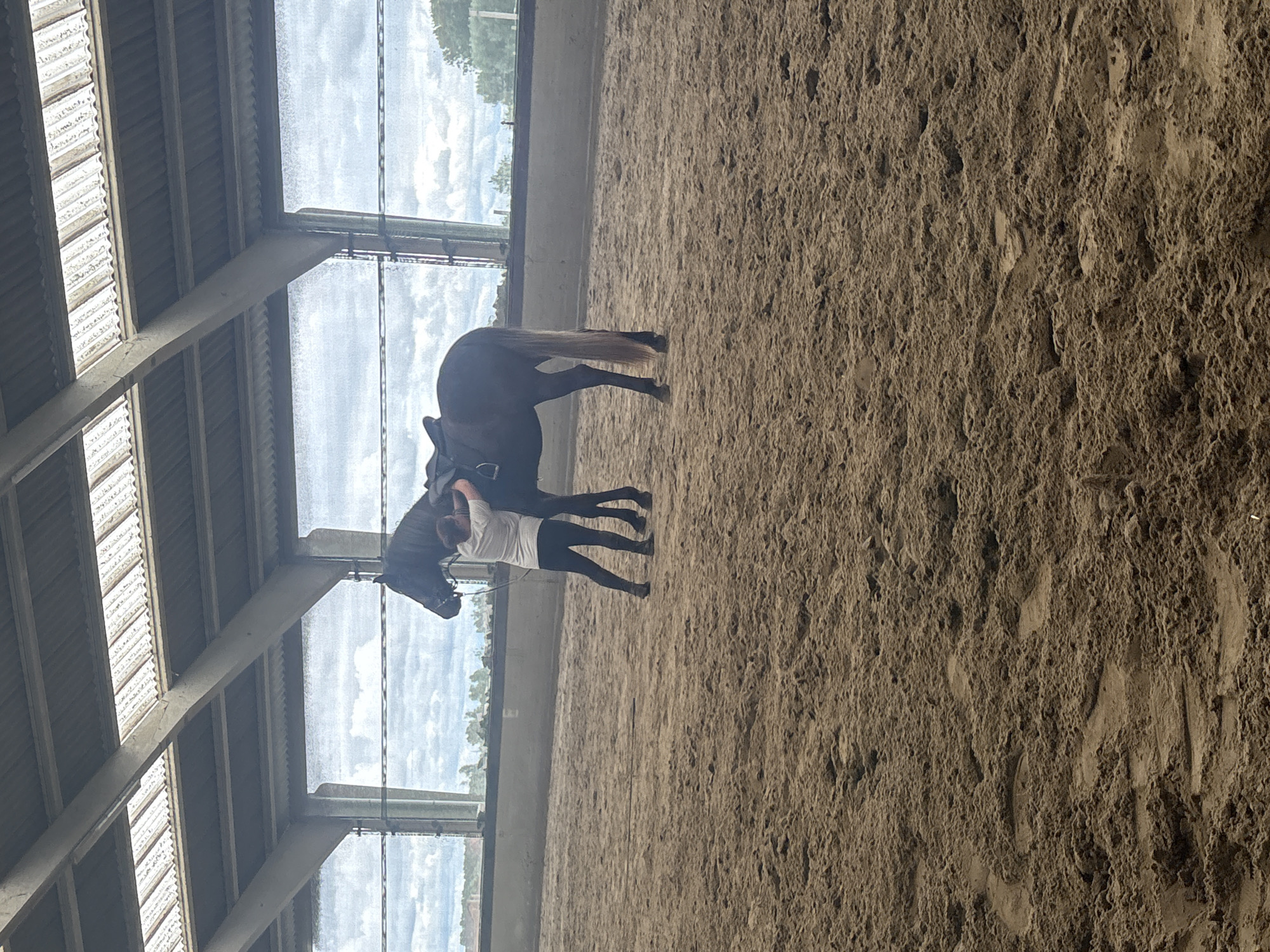 An indoor equestrian scene depicts a person embracing a dark-coated horse within a riding arena in Estaimpuis, Belgium. The person, dressed in a white short-sleeved top and dark leggings, stands to the left of the horse, with their arms wrapped around its neck. The horse, equipped with a saddle and bridle, stands still and appears calm.
The setting features a sandy or dirt floor typical of riding arenas. The roof structure above consists of substantial beams and translucent panels that allow ample natural light into the space. Through these panels, a bright, cloudy sky and distant greenery are visible, indicating it is daytime. The natural light illuminates the arena and creates subtle shadows. The overall impression is one of affection and bonding between the person and the horse in a well-lit training or stable environment. No visible text is present in the image.
