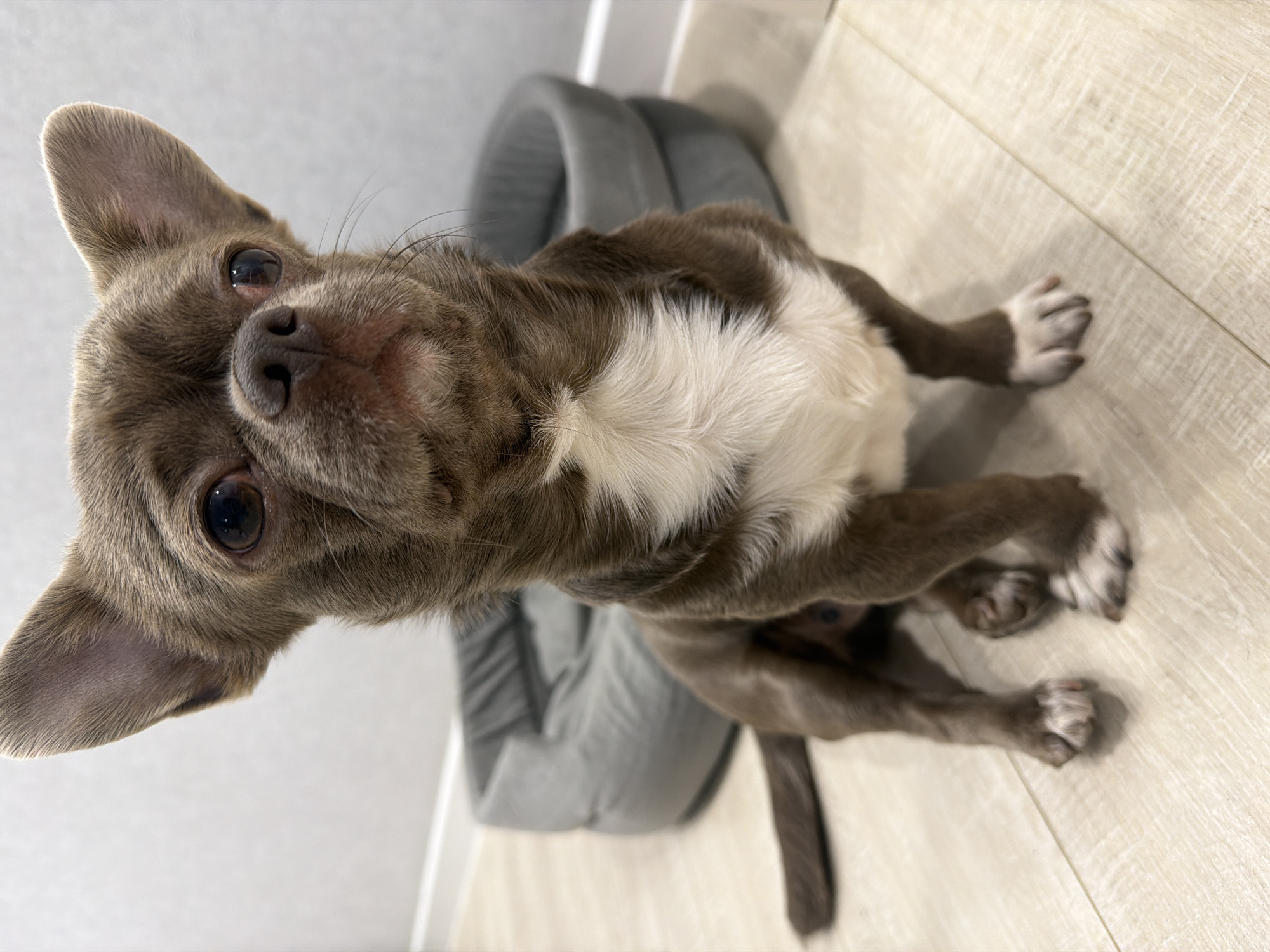 A small, predominantly brown and white Chihuahua dog is positioned on a light-colored wooden floor. The dog has a white chest and white markings on its paws. Behind the dog is a gray, rounded dog bed. The background includes a white wall. The location is unidentified and unrelated to Votkinsk, Russia. No people, actions, or interactions are observable in the image. The environment appears to be indoors.