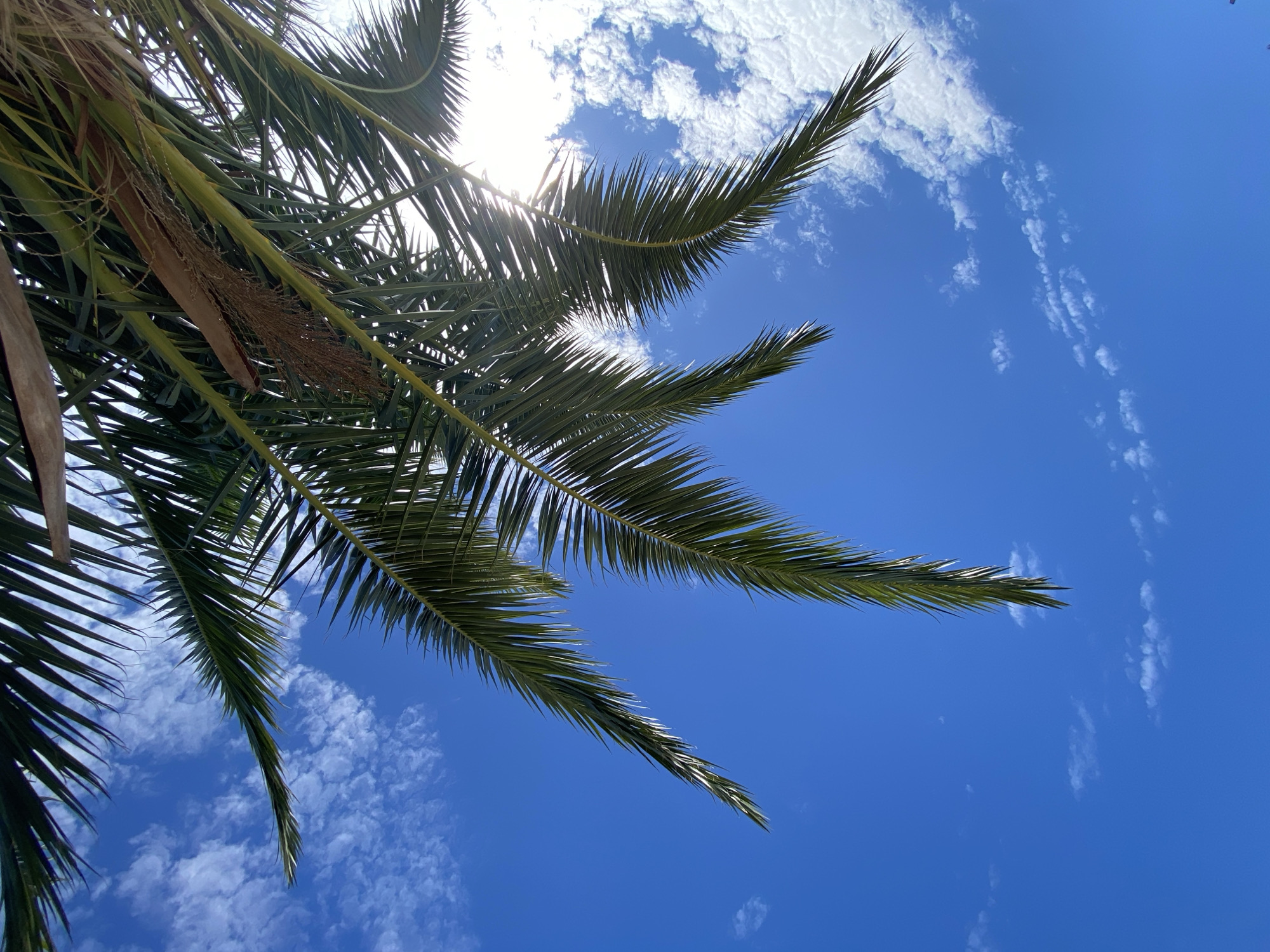 This low-angle photograph captures the vibrant green fronds of a palm tree against a clear, bright blue sky. The palm fronds dominate the foreground, extending from the left and bottom edges of the frame, with several long fronds stretching towards the upper and lower right. Sunlight peeks through the dense foliage in the upper left, creating a luminous glow and highlighting the intricate structure of the leaves.
The sky features scattered white clouds, appearing as soft, puffy formations (cumulus) and some wispier, higher clouds in places. The sun's brightness suggests it is daytime, likely mid-morning or afternoon, under clear weather conditions. The composition creates a serene and tropical or Mediterranean atmosphere, consistent with the provided location context of Bar, Montenegro. There is no visible activity, people, objects other than the tree and sky, or any discernible text in the image.