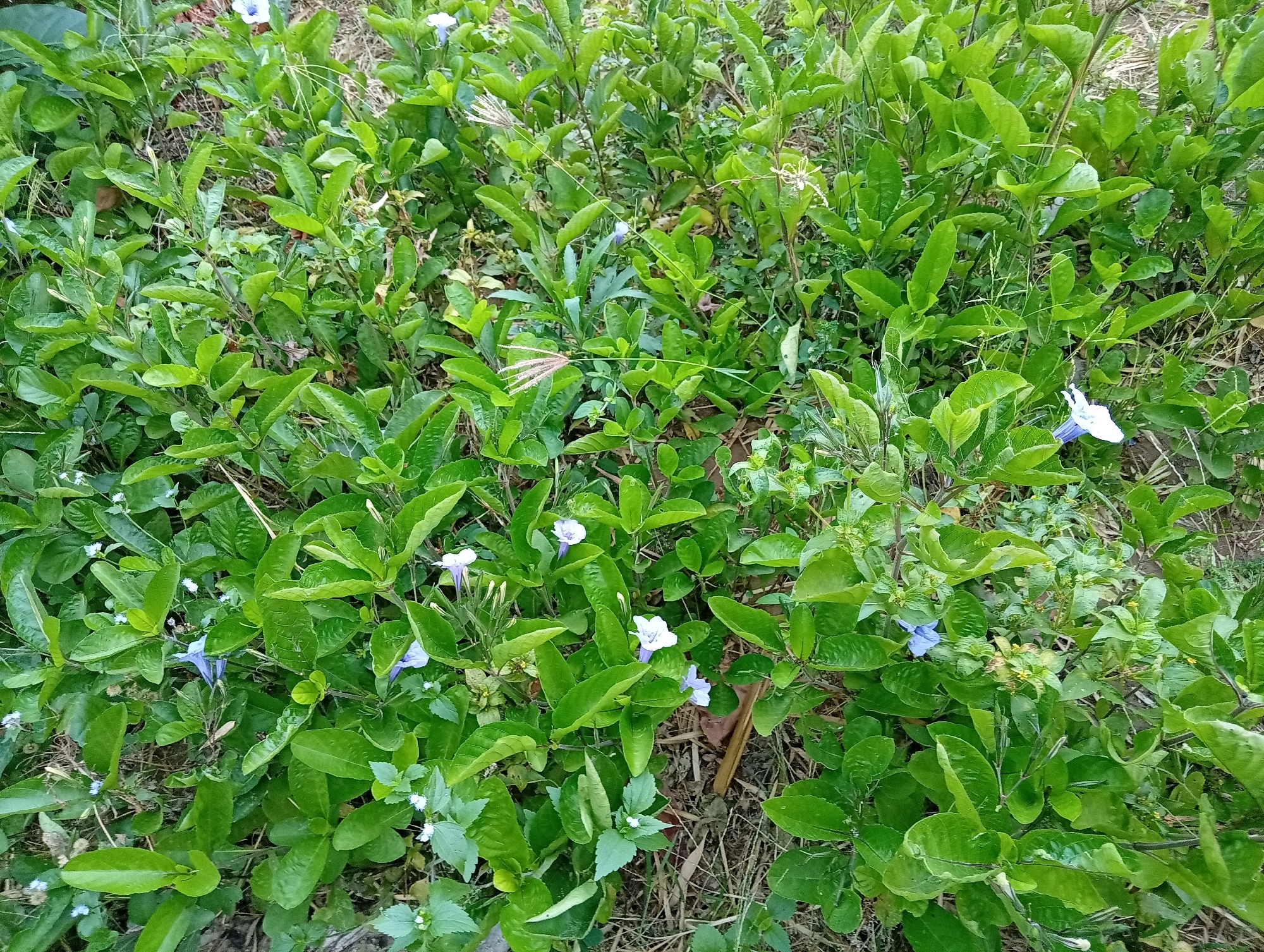 The image shows a dense cluster of green foliage with several small, pale blue and white flowers interspersed throughout. The plants are growing in an outdoor environment, with dry grass and brown earth visible beneath the greenery. The lighting suggests it is daytime, likely overcast given the soft shadows. The scene appears to be a natural or semi-natural ground cover, possibly in a park, garden, or undeveloped area within Kediri City, Indonesia. No people or specific man-made objects are present, making it a focus on the botanical elements of the location.