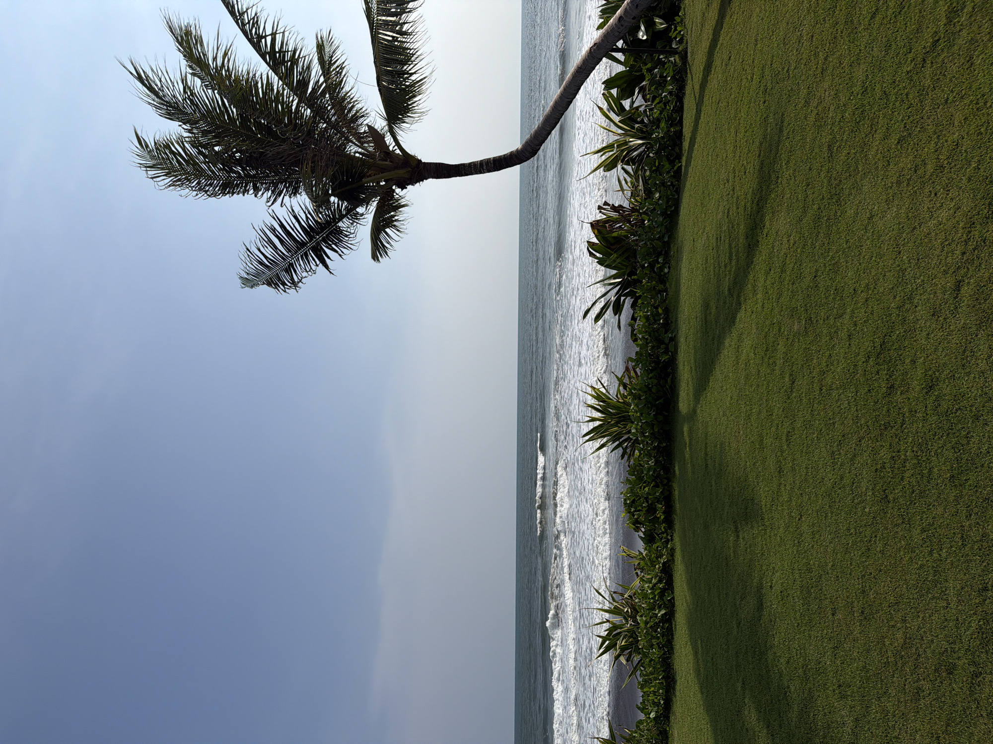 This image captures a serene coastal landscape during daytime, likely a tropical or subtropical location. The perspective is a horizontal panorama, with the scene divided into three main horizontal bands: sky, ocean, and land.
In the upper portion of the image, the sky is a soft, muted light blue or pale grey-blue, indicating either a slightly overcast day, early morning, or late afternoon light. There are no distinct clouds, but a gentle haziness is present.
Stretching across the middle of the frame is the ocean, a deep blue-grey color. White, foamy waves can be seen breaking and receding towards the shore, creating a dynamic texture on the water's surface. The ocean appears calm but not entirely still, with visible ripples and the consistent pattern of breaking waves.
The lower portion of the image is occupied by a well-maintained, vibrant green lawn. The grass appears thickly grown and manicured, suggesting it is part of a resort, park, or private property adjacent to the beach. Along the edge where the grass meets the ocean, there is a boundary of dense, dark green foliage, consisting of various shrubs and leafy plants that act as a natural barrier or landscaping element.
A prominent feature in the left part of the image is a single palm tree. Its long, slender trunk curves gracefully from the lower left corner upwards and then gently leans towards the center of the frame, extending over the ocean. The dark green fronds of the palm tree are visible against the lighter sky, fanning out and providing shade.
The lighting creates subtle shadows, particularly visible on the grass, suggesting the sun is at an angle rather than directly overhead. No people, animals, or artificial structures are visible, contributing to the tranquil and natural feel of the scene. No text is visible in the image.