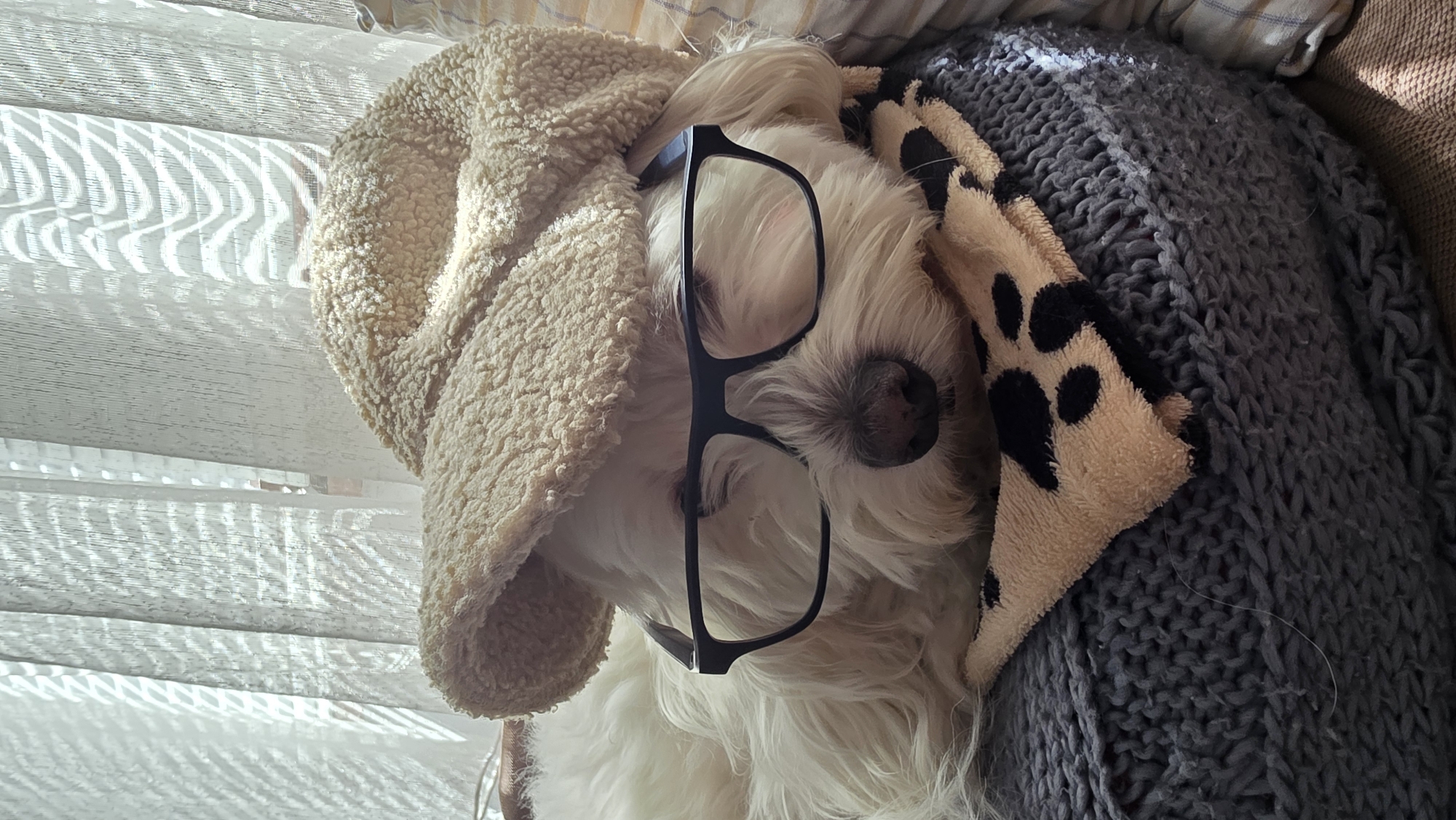 A white, fluffy dog is lying down on what appears to be a gray knitted blanket, with its head covered by a beige, sherpa-textured hat. A pair of black-framed glasses rests on the dog's face, obscuring its eyes. A beige blanket with black paw prints is draped near the dog's head. The scene is lit by sunlight filtering through window blinds. The location of the image is not discernable.