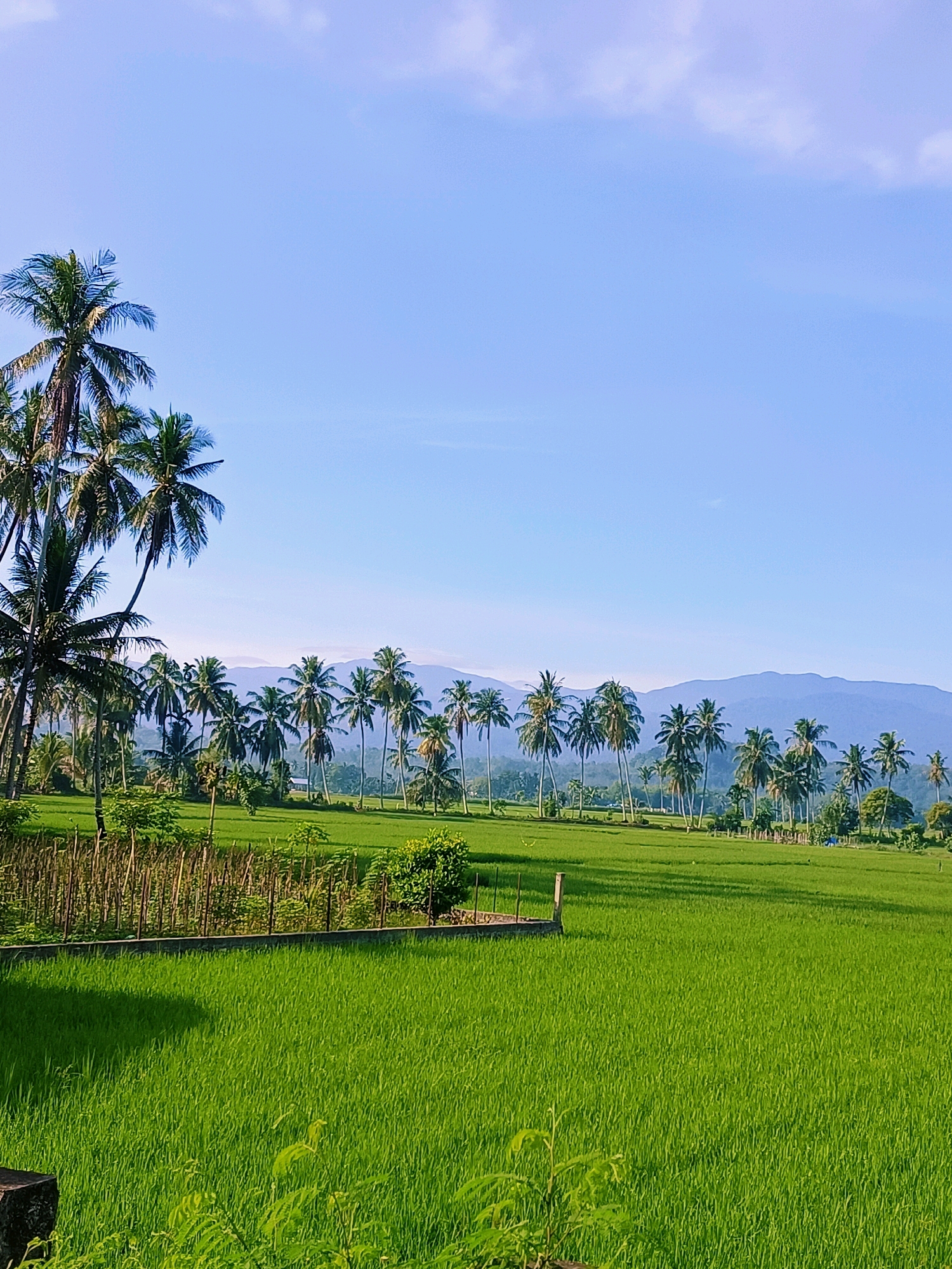 An outdoor, low-angle, full shot captures a vibrant green rice paddy under a clear, pale blue sky. The scene is dominated by lush, emerald-green rice stalks that fill the foreground and extend across the middle ground, their uniform texture suggesting a cultivated field. A low, wooden fence, constructed of thin, vertical stakes and horizontal supports, borders a portion of the rice paddy on the left, with a slightly raised concrete edge visible. Behind the fence, a patch of darker green vegetation and a few scattered trees are present.
In the mid-ground and background, a dense line of tall, slender palm trees with characteristic fronds stretches across the landscape, their silhouettes stark against the distant mountains. The mountains themselves are a muted blue, appearing layered and soft in the haze of the distance. The sky above is a gradient of light blue, with a few wispy white clouds near the top of the frame. The overall impression is one of tranquility and natural beauty. The location is the city of Pulo Dayah, Indonesia.