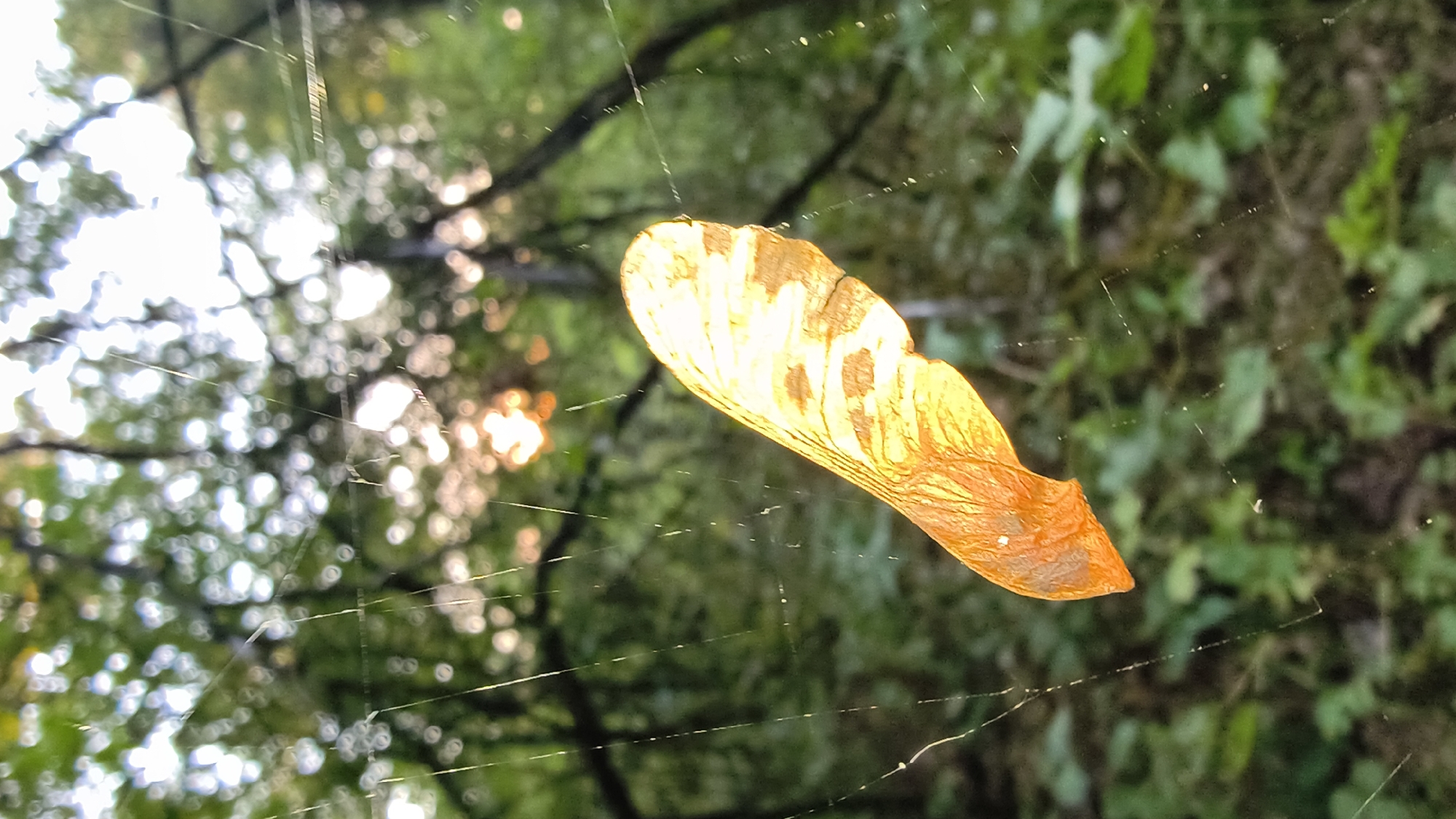 The image shows a close-up of a single, dried maple seed, its wing glowing with the warm light of the sun filtering through the trees. The seed is suspended on a delicate spiderweb, which is faintly visible against the blurred green foliage of a forest. The background is out of focus, with the sun creating a bokeh effect of bright, circular highlights among the leaves. The scene appears to be in a natural outdoor setting, likely a park or forest, with no people visible. The time of day appears to be late afternoon or early evening, given the low angle of the sunlight. The image is a still photograph with no recorded action or interaction. There is no information in the image that would indicate its specific location in Mikhaylovka, Russia.
