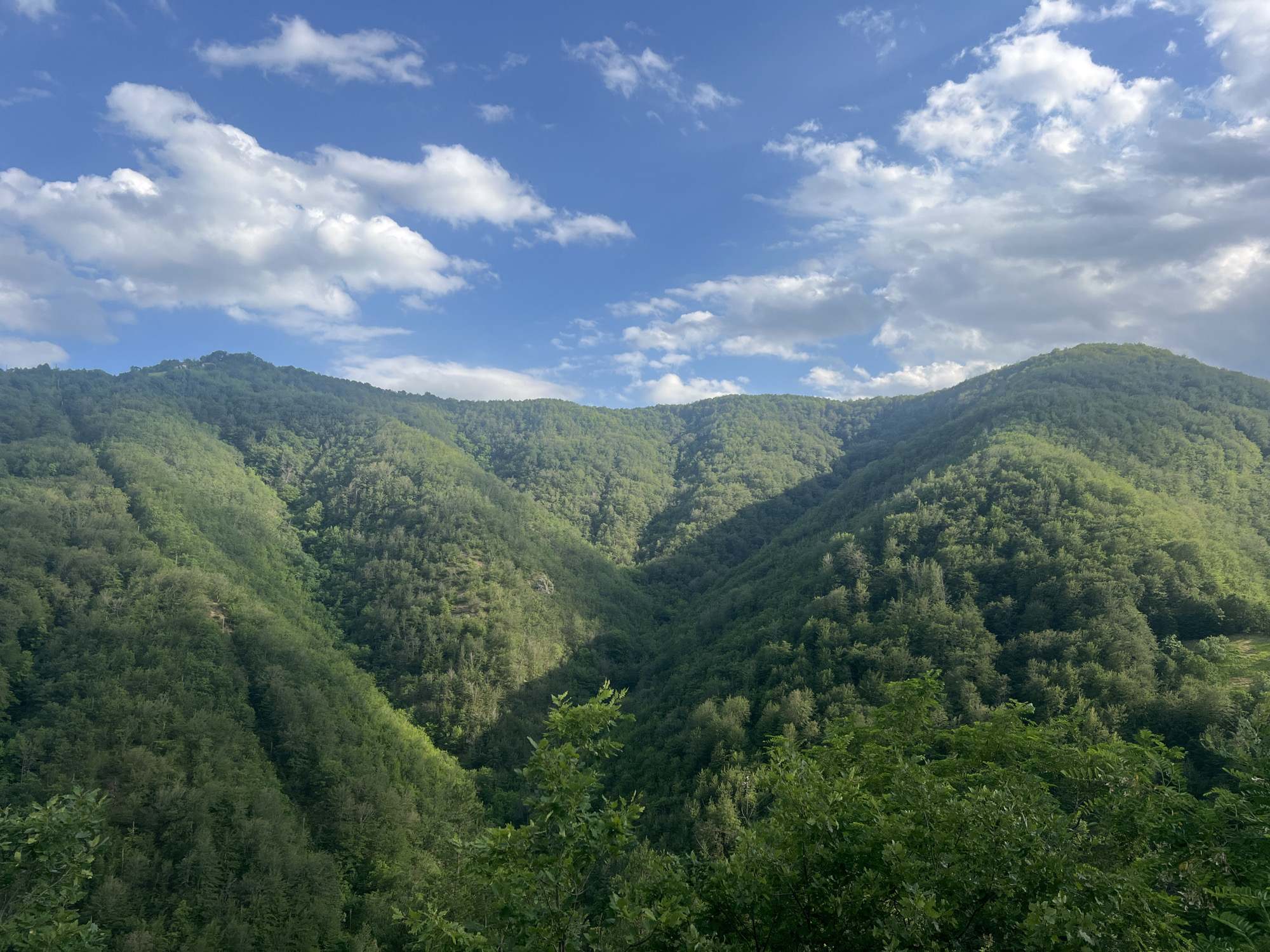 The image captures a panoramic view of lush green mountainsides in Pechinska, Bulgaria. The slopes are densely covered with trees, creating a rich tapestry of varying shades of green. A clear blue sky with scattered white clouds stretches across the upper portion of the image, suggesting fair weather. Sunlight casts shadows across the terrain, highlighting the contours of the valleys and ridges. In the foreground, the tops of trees with vibrant green leaves are visible, framing the view of the distant mountains. There are no people or specific objects visible other than the natural landscape.