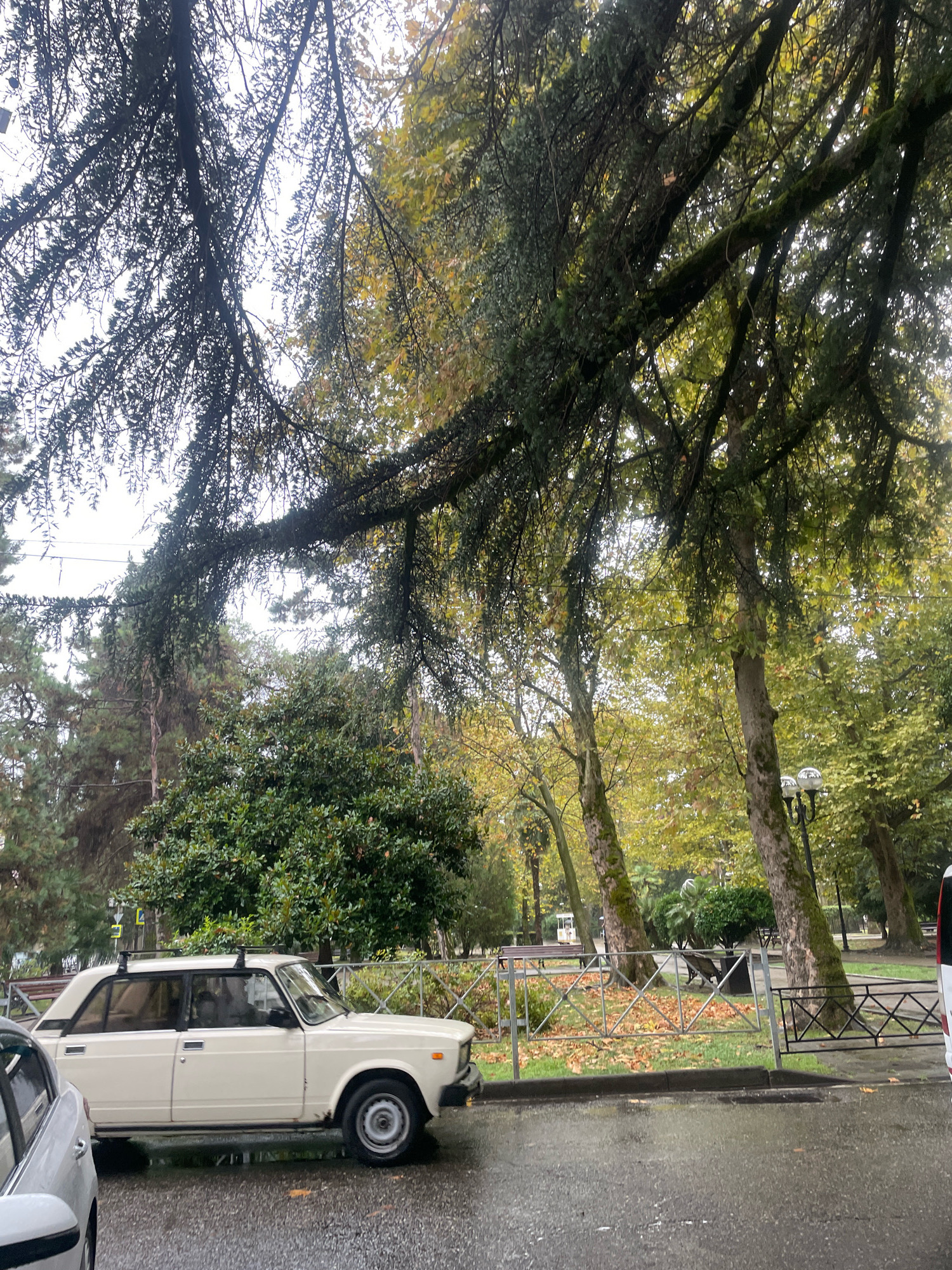 An overcast day in Sochi, Russia, presents a scene of a white, four-door sedan parked on a wet, paved street. The car, a Lada model, has a roof rack and appears to be in moderate condition with some visible rust. Behind the car, a green fence encloses a park area with fallen leaves scattered on the grass. Several trees with mature trunks and branches laden with green and yellowing leaves dominate the background. One of the trees, a large conifer, has a dense canopy of dark needles that partially obscures the sky. A lamppost with two globes stands near the fence. The ground is wet, suggesting recent rain. The overall atmosphere is calm and autumnal.