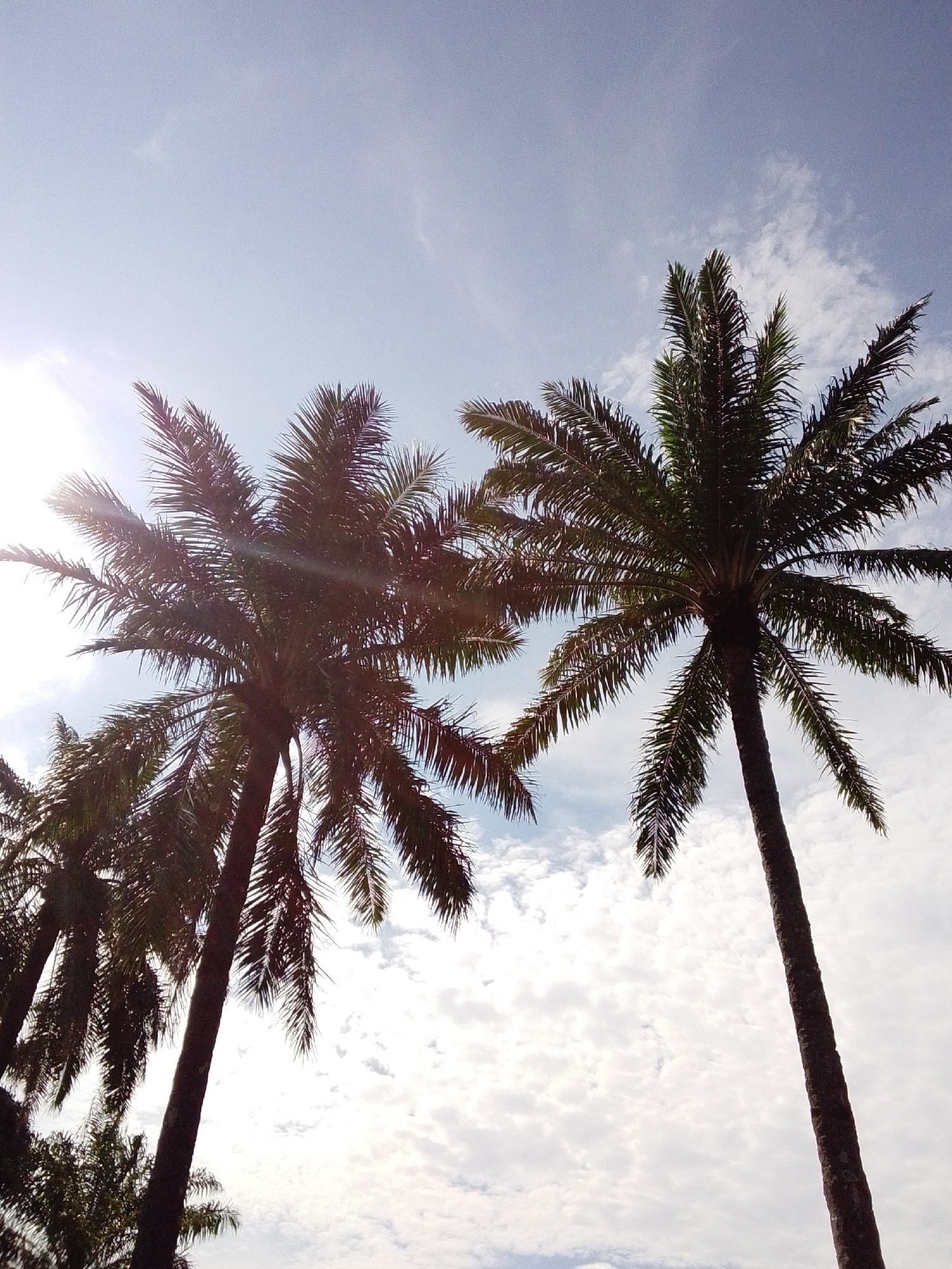 The image shows a low-angle shot of several palm trees against a bright, cloudy sky. The sun is visible on the left side, casting lens flares and illuminating the fronds of the palm trees. The fronds are dark green and appear feathery, with some catching the sunlight and appearing lighter. The trunks of the palm trees are dark and textured. The sky is a pale blue, with scattered white clouds that are illuminated by the sun. The overall impression is a sunny day, likely in a tropical or subtropical environment. There are no people or specific landmarks visible in the image, making it difficult to determine an exact location beyond a general climate.