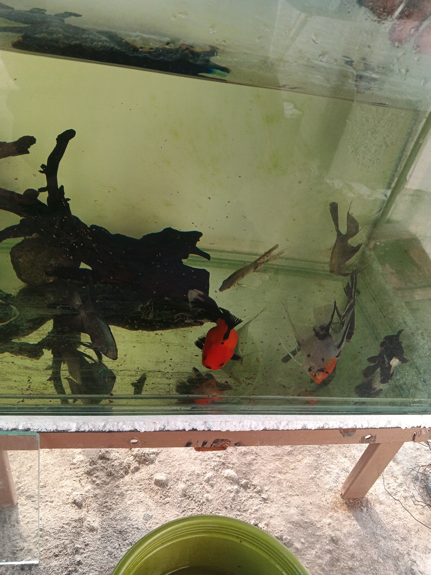 A top-down view shows an aquarium containing several fish, including an orange goldfish and several angelfish, swimming amongst dark, gnarled driftwood. The water in the aquarium appears murky, with a greenish tint. The aquarium itself is made of glass and is situated on a weathered, rusty metal stand. The stand is placed outdoors on a gravelly surface. In the foreground, a portion of a green bowl is visible. The environment suggests a location in Bocek, Indonesia, likely an outdoor setting given the gravel and lighting.