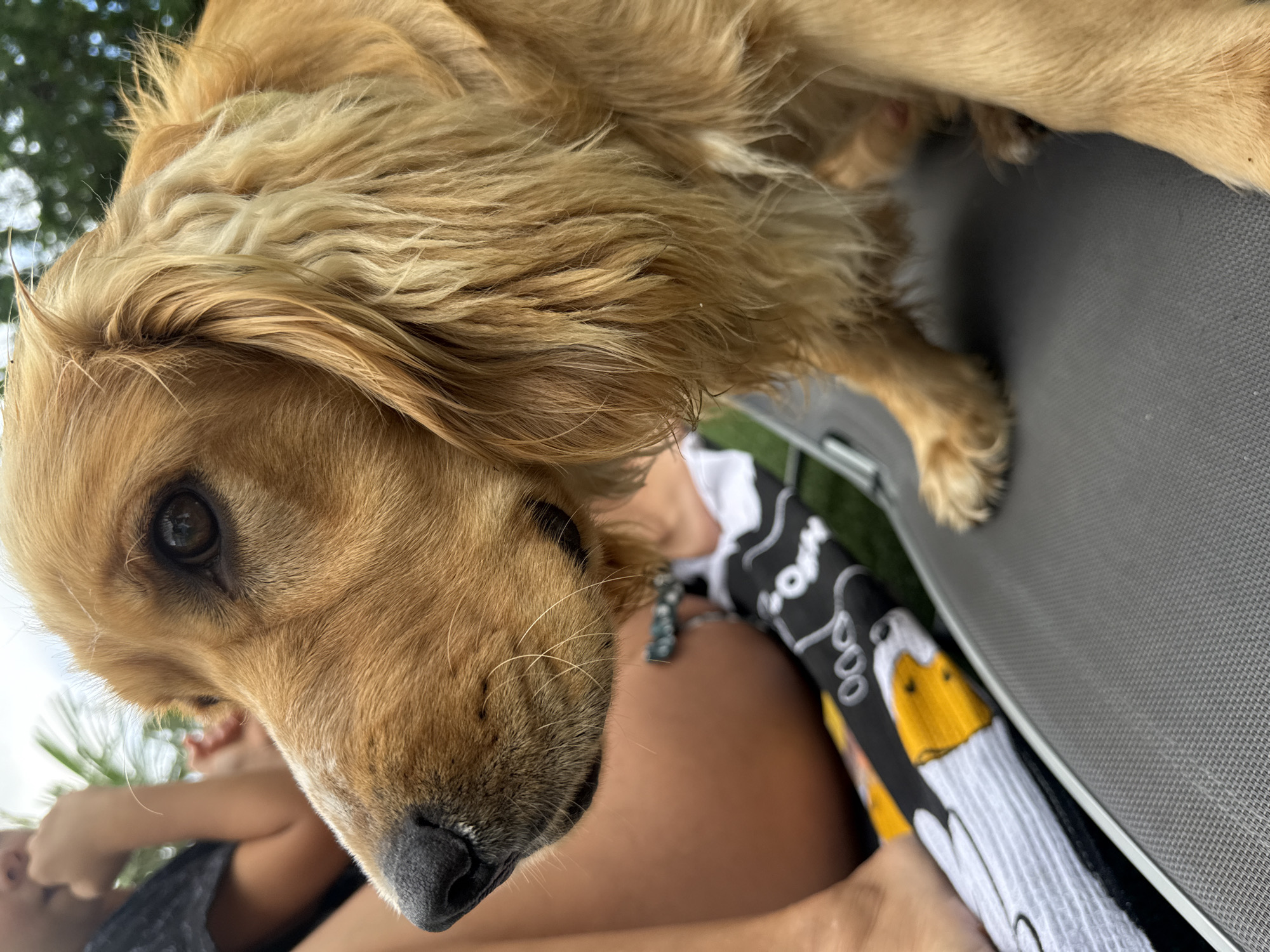 A close-up shot features a golden-colored dog with long, wavy fur, its head turned to the left, with its nose and left eye in focus. The dog appears to be sitting on a gray lounge chair. In the background, a person's arm and shoulder are visible, wearing a black t-shirt, with their hand near their mouth. A patterned fabric with white and yellow designs is draped on the chair beside the dog. The setting is outdoors, with blurred green foliage and sky visible in the distance.