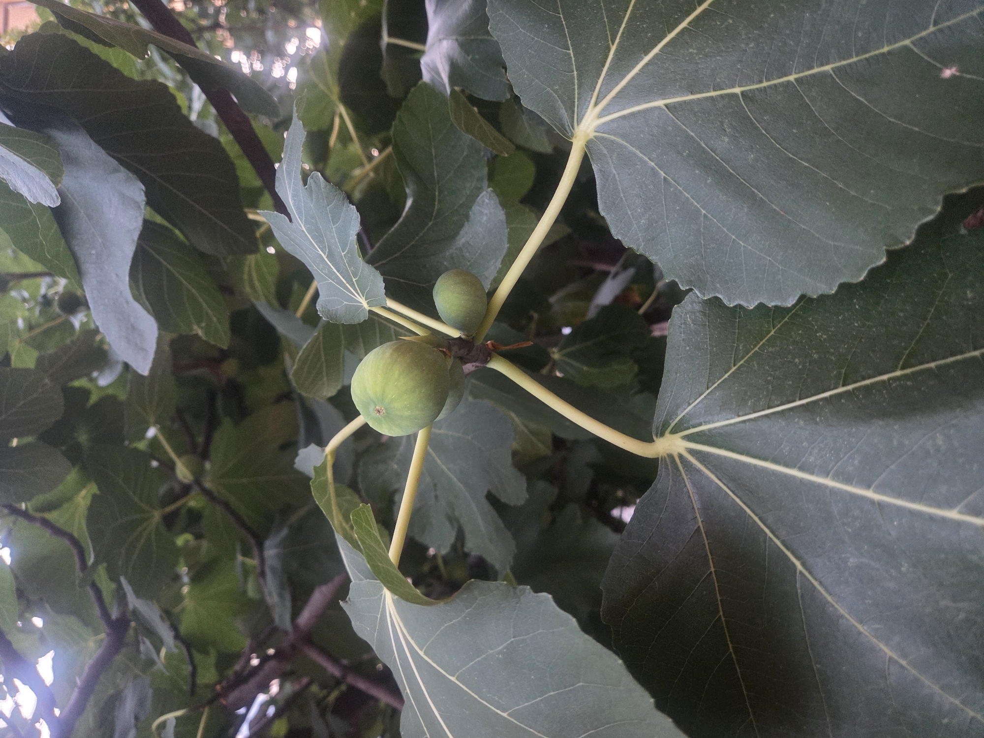 An outdoor, close-up, eye-level, vertical shot captures two unripe green figs growing on a tree branch surrounded by large, dark green, lobed leaves. The figs are smooth and round, with one appearing slightly larger than the other. The leaves exhibit prominent lighter green veins and have serrated edges. The overall scene suggests a natural setting, possibly a garden or park in Verona, Italy, given the characteristic Italian flora. The lighting is moderate, with some dappled sunlight filtering through the leaves, creating a soft, natural ambiance. No people or specific urban landmarks are visible.