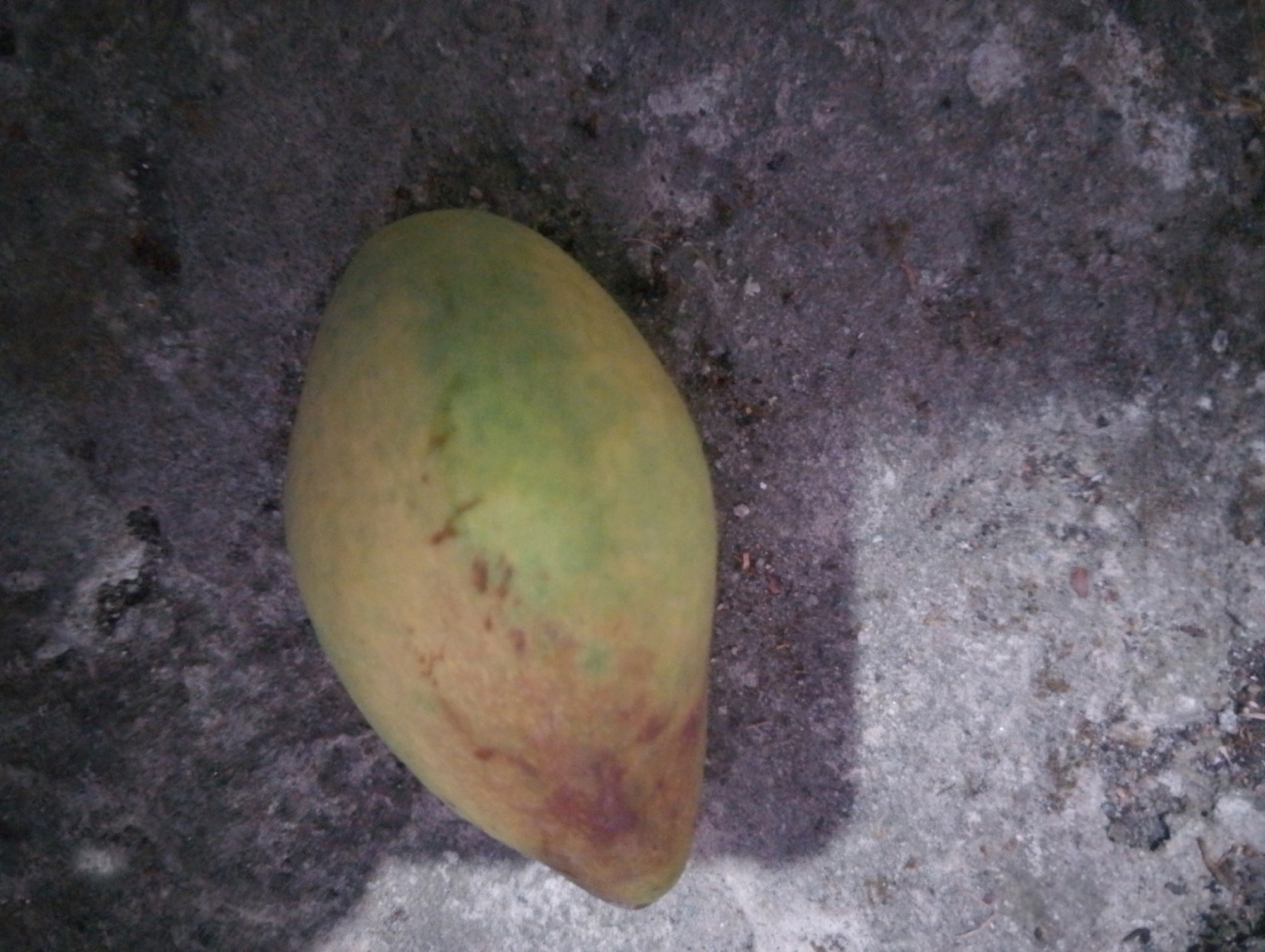 A single, unripe mango with a predominantly green and yellow skin, exhibiting some reddish-brown blemishes, rests on a rough, greyish-purple concrete surface. The mango is positioned at an angle, its stem end to the upper left and its broader end to the lower right, partially casting a shadow to its left. The concrete surface is textured with specks of lighter and darker grey, indicating a weathered or exposed concrete ground. The scene appears to be outdoors, with no discernible background elements beyond the concrete. The lighting suggests it might be evening or a dimly lit area.