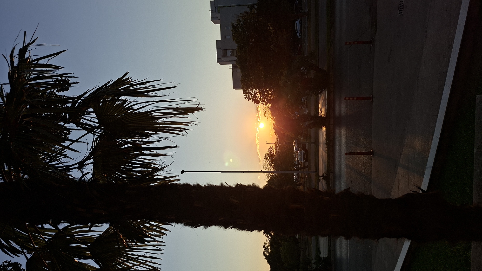 This image depicts a silhouetted palm tree in the foreground against a sunset sky over the city of Podgorica, Montenegro. The sun is low on the horizon, casting a warm orange glow and creating lens flares. In the mid-ground, there is a street with several cars parked and a few orange traffic bollards. Beyond the street, there are trees and apartment buildings. The overall scene is tranquil, with the natural elements of the palm tree and sunset contrasting with the urban environment.