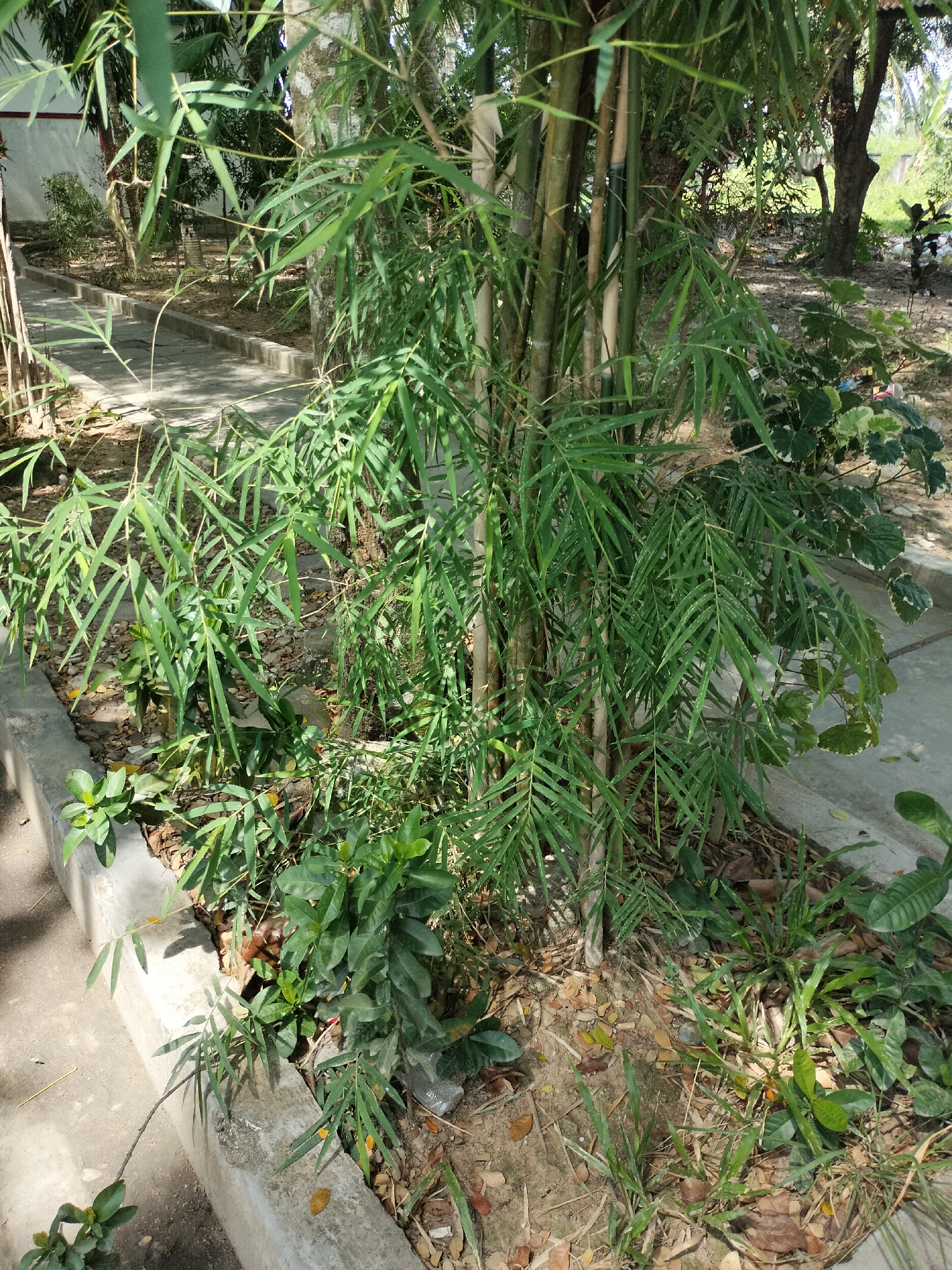 In Seuneubokpeunteut, Indonesia, a close-up shot captures a cluster of bamboo plants with long, slender green leaves. The bamboo stalks, varying in thickness and color from light green to a pale tan, are partially obscured by the dense foliage. In the foreground, a concrete border runs along a pathway made of gray concrete slabs. Surrounding the bamboo and pathway is dry, sandy soil littered with fallen brown leaves. Several other green plants, some with broad leaves and others with smaller, more delicate foliage, are interspersed among the bamboo. In the background, a concrete wall and more trees are visible, suggesting an outdoor, possibly garden or park-like setting within the city. The lighting indicates a sunny day, casting shadows on the ground.