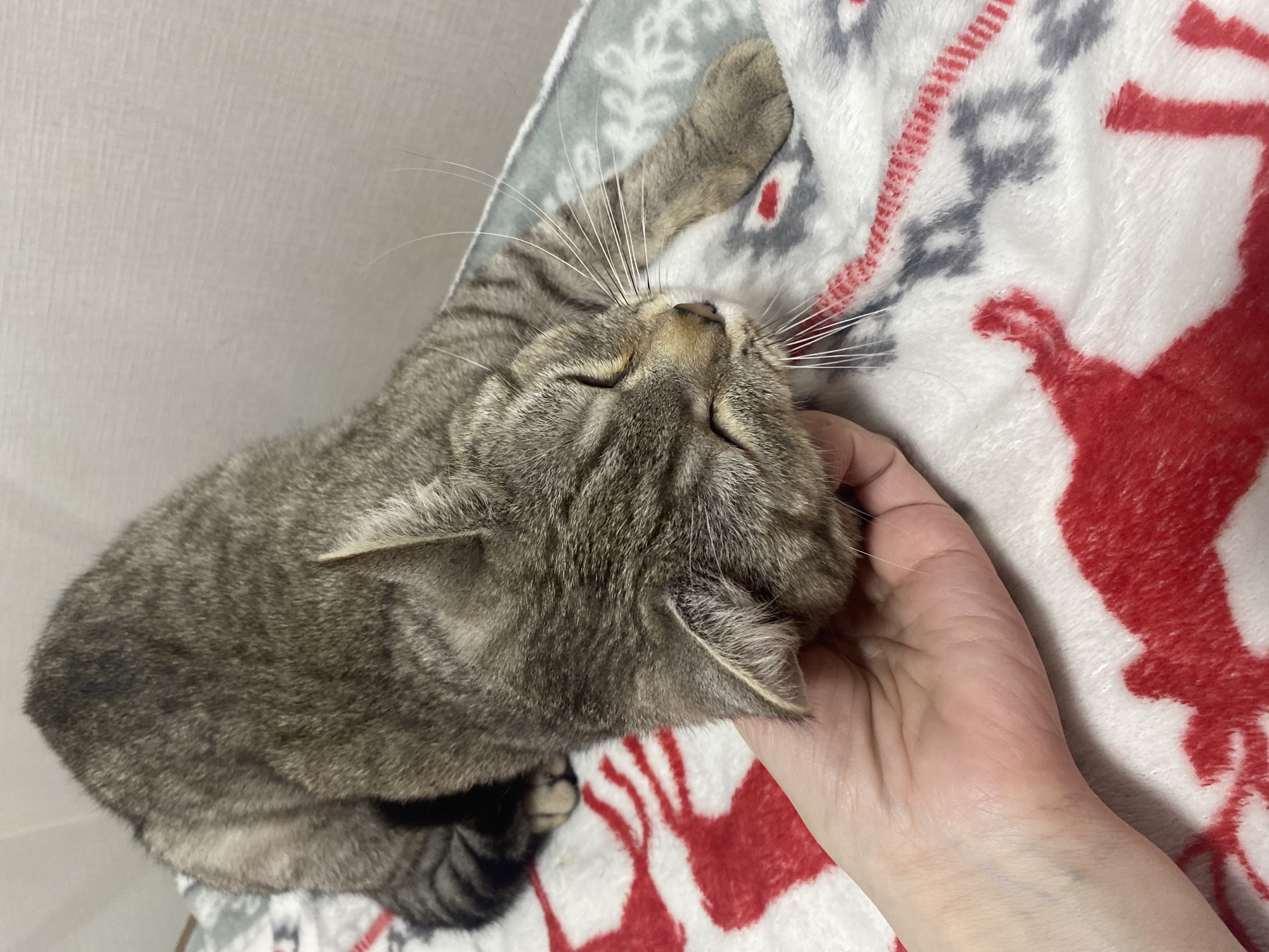 A tabby cat with gray and brown fur is lying on a blanket with a red and gray reindeer pattern. The cat's eyes are closed, and it is being petted on the head by a person's hand. The background is a plain, light-colored wall. The location is not specified in the image.