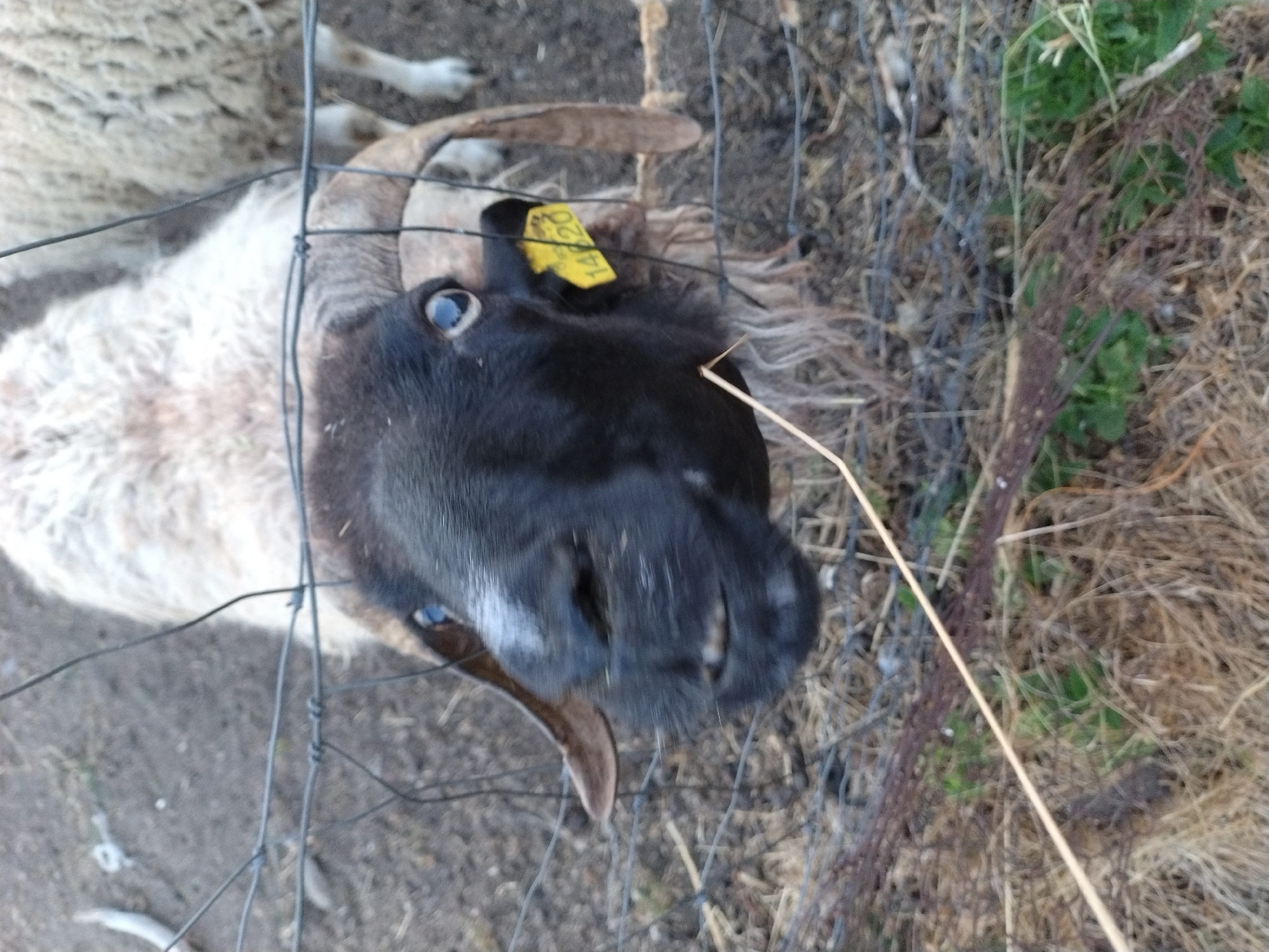 A black-faced sheep with a light-colored coat and curved horns is peering through a wire fence. The sheep has a yellow tag on its left ear with the number "14520" printed on it. It is positioned in the foreground, with another sheep visible behind it. The background consists of dry grass and dirt. The scene appears to be an outdoor enclosure, possibly on a farm. No specific location in Dobev, Czechia can be identified from the image.