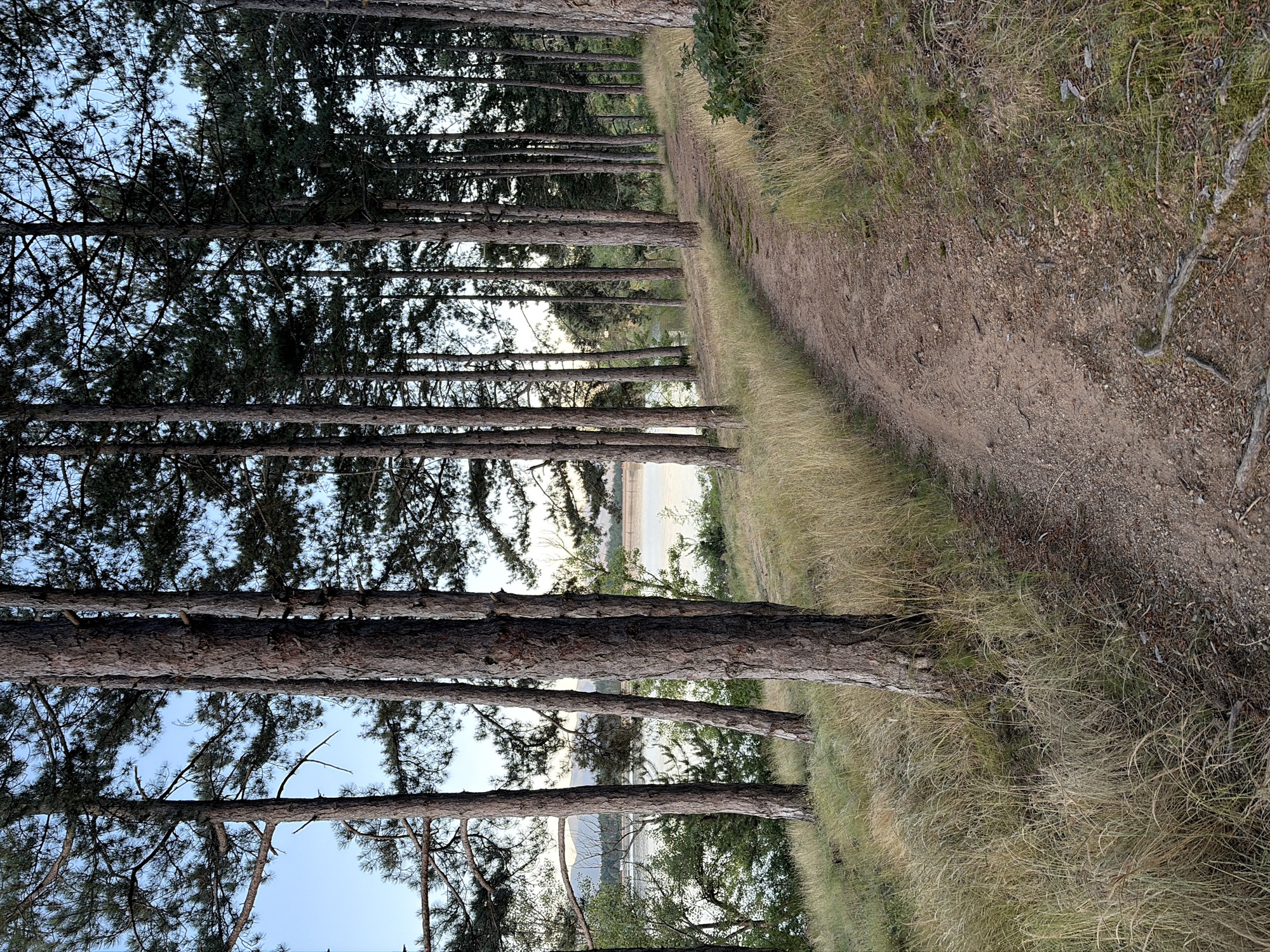 The image depicts a dirt path winding through a pine forest along the shore of Koprinka Reservoir in Koprinka, Bulgaria. The path is flanked by tall, slender pine trees with rough bark and dark green needles. Dry, golden grass grows on the grassy embankment to the left of the path, and also interspersed with moss and small green plants on the right. In the background, the calm, light-colored water of the reservoir is visible, with a faint hint of distant hills or mountains under a pale blue sky. The overall atmosphere is tranquil and natural, suggesting a peaceful outdoor setting. No people or animals are present in the image.