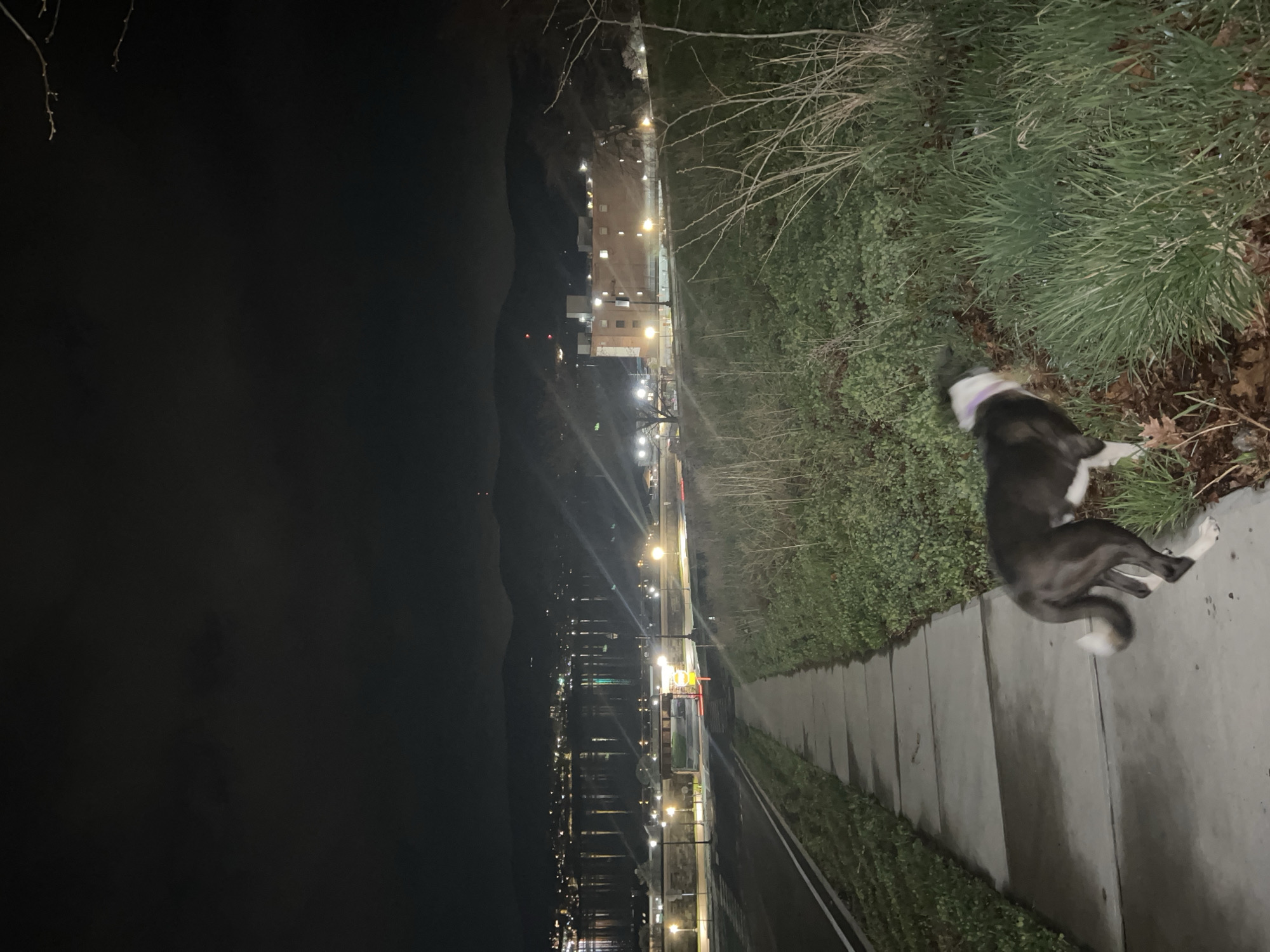 The image shows a nighttime scene of a walkway alongside the Hudson River in the City of Newburgh, United States of America. On the right, a sidewalk lined with greenery is visible. A dark-colored dog with white markings lies on the walkway, next to the grass. In the distance, across the river, there is a silhouette of mountains. Streetlights line the walkway and are reflected in the river. Buildings are visible along the opposite shore. The left side of the image is dominated by the dark expanse of the river and the darkened shoreline.