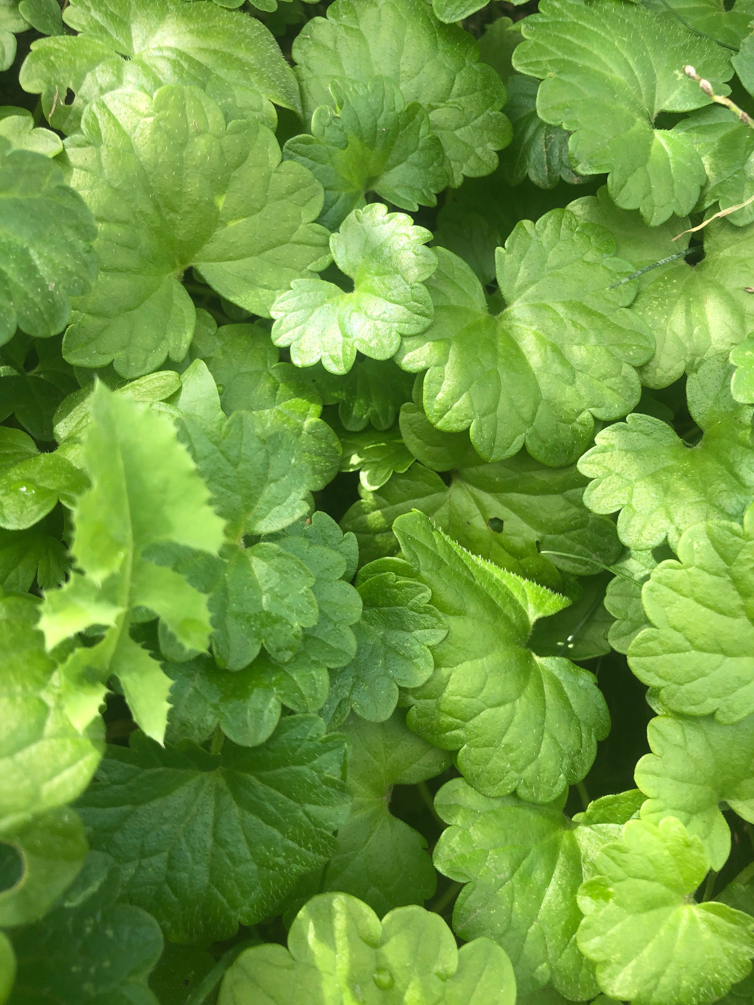 The image displays a dense, overhead view of green ground cover plants, likely in a garden or park setting. The leaves are rounded with scalloped edges and visible veins. Sunlight casts highlights and shadows across the foliage, creating a textured appearance. There are no people or man-made objects visible in the frame. The context of Sierndorf, Austria, suggests this could be a common plant species found in the region's green spaces.
