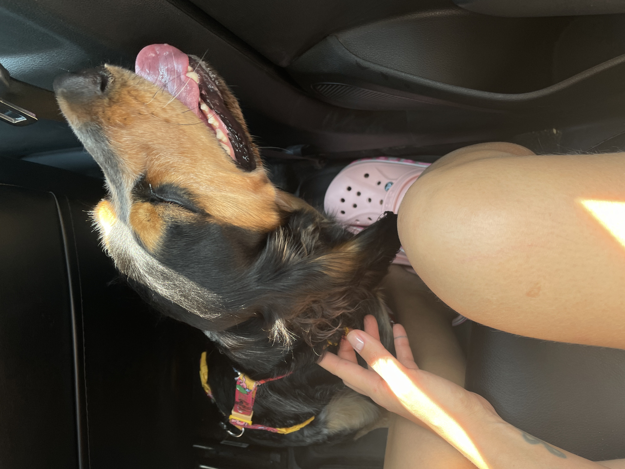 The image shows a dog with its head out of a car window, panting. A person's hand is visible, petting the dog. The dog is wearing a colorful harness. The environment appears to be inside a car, with the exterior visible through the window. The image is taken in Rostov-on-Don, Russia.