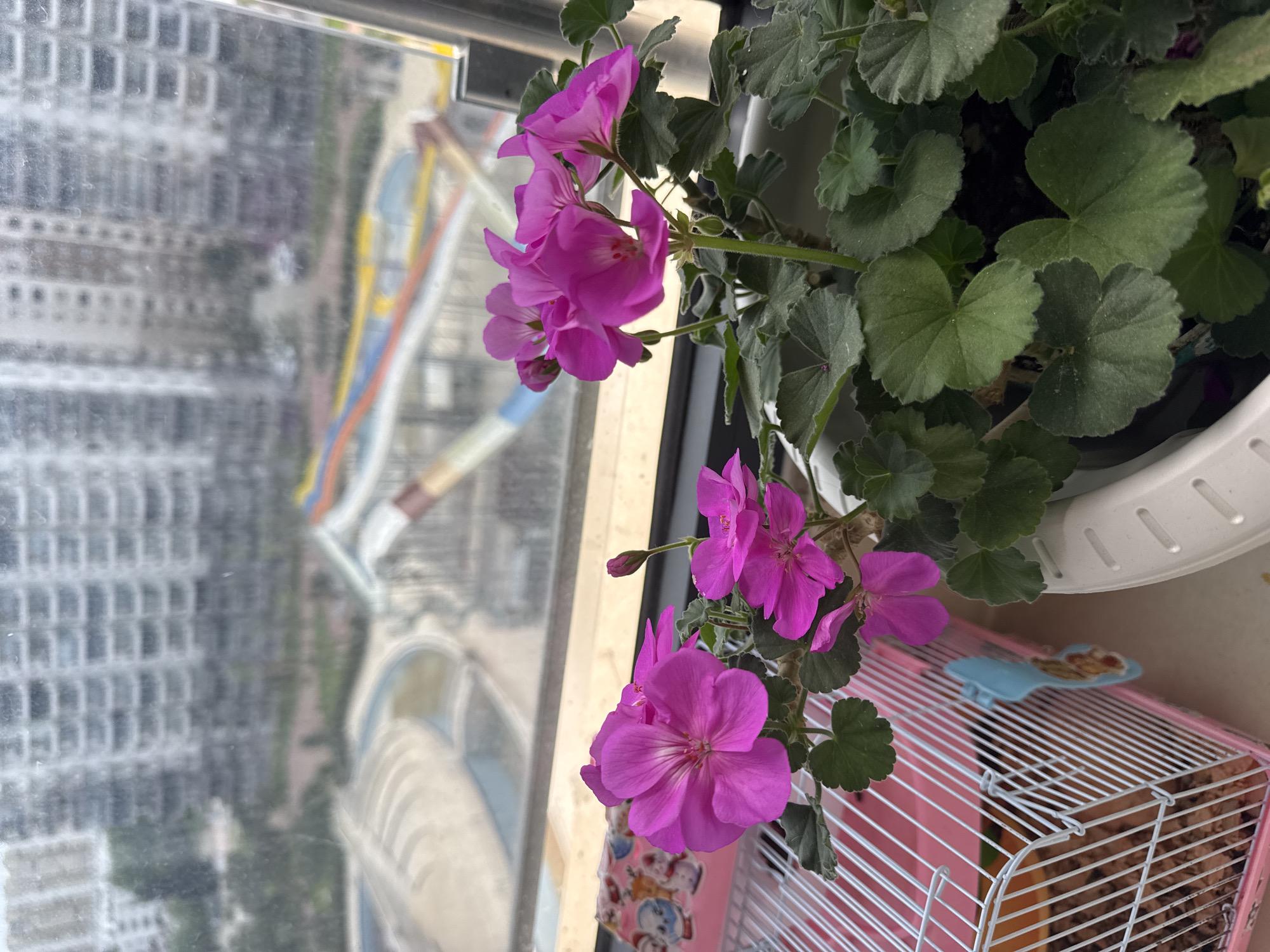 A high-angle, eye-level, indoor shot depicts a pink geranium in a white pot on a windowsill, with a blurred view of a city visible through the window. The geranium has several clusters of bright pink flowers and green leaves. Below the pot is a small, pink wire cage, possibly for a small animal. The window offers a blurry perspective of a city with tall buildings, possibly Erdemli, Turkey. The focus is on the plant and cage.