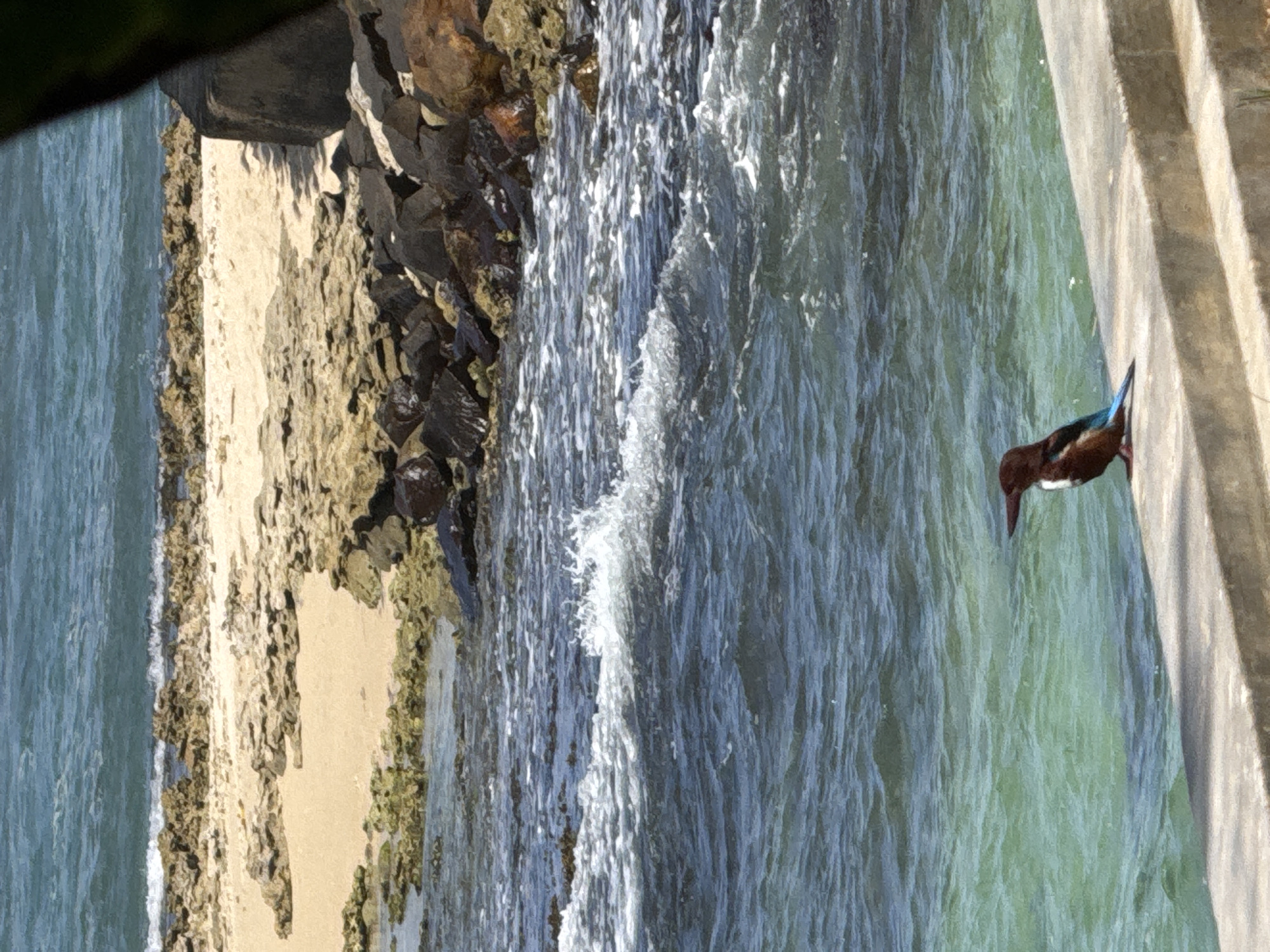 The image depicts a coastal scene with a kingfisher perched on a concrete ledge. The bird, facing right, has brown and white plumage with a blue tail. In the background, the turquoise water of the Indian Ocean meets a rocky shoreline with patches of sand. The waves are gently breaking against the shore. The location is identified as Goviyapana, Sri Lanka, suggesting a tropical environment. The overall lighting indicates it is daytime with bright sunlight.