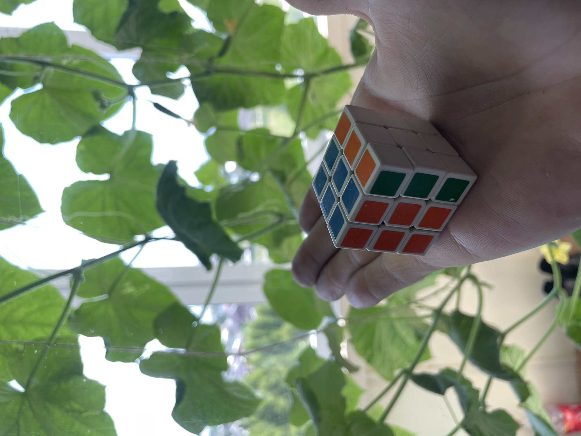 A person's hand holds a small, white, 3x3 Rubik's cube with blue, orange, and green colored squares visible on its faces. The hand is open, palm up, with the cube resting on it. In the background, large, green leaves are prominently displayed, obscuring much of what lies beyond. Through the gaps in the leaves, a window can be seen, revealing a blurred view of trees and buildings, suggesting an outdoor or well-lit indoor environment. The scene appears to be domestic, possibly in a home in Laishevo, Russia, given the context.