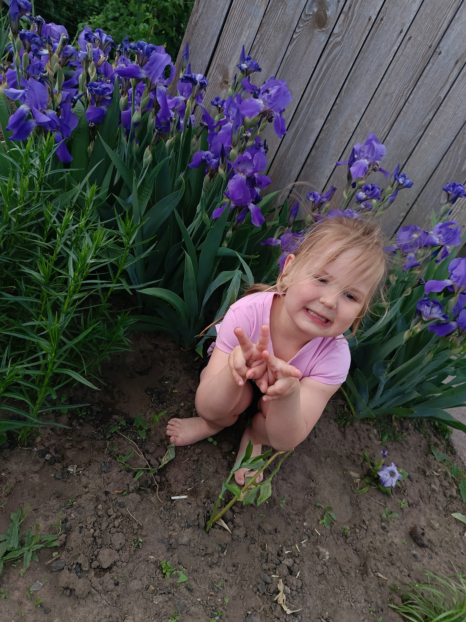 A small child is squatting in a garden in what seems to be Chaikovsky, Russia. The child has blonde hair and is wearing a pink shirt. The child is smiling and holding up two fingers in a peace sign. The garden contains purple irises, as well as other unidentified green plants. A wooden fence is visible in the background. The ground is dirt with small patches of vegetation.