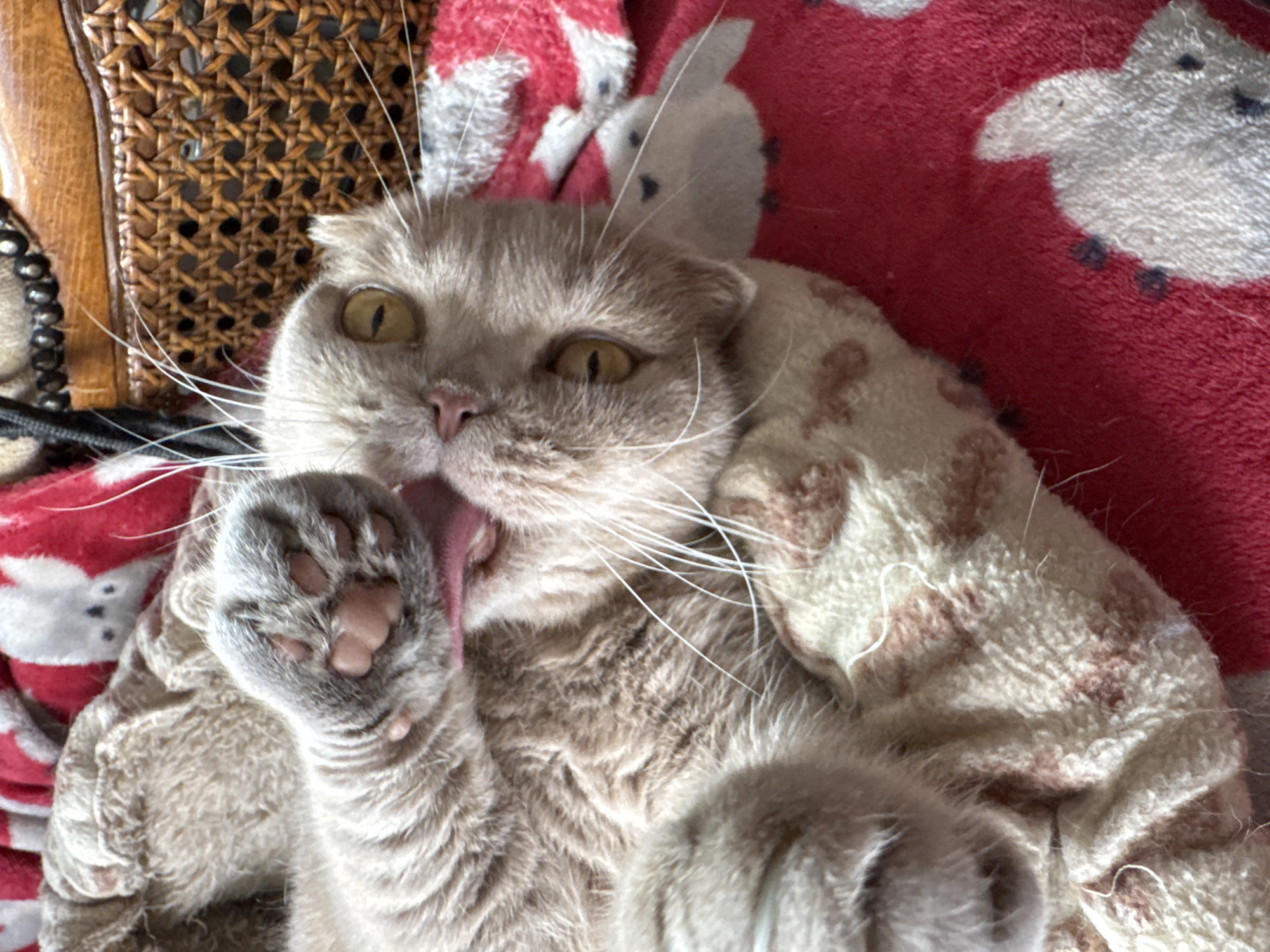 A light brown cat is lying on its back on a red blanket with white cartoon bunnies printed on it. The cat is licking its paw, which is held up to its face. The cat's eyes are open and yellow, and its ears are folded back. The blanket appears to be made of soft fleece. In the background, a woven wicker basket is visible. The scene is well-lit, suggesting it was taken indoors during the day.