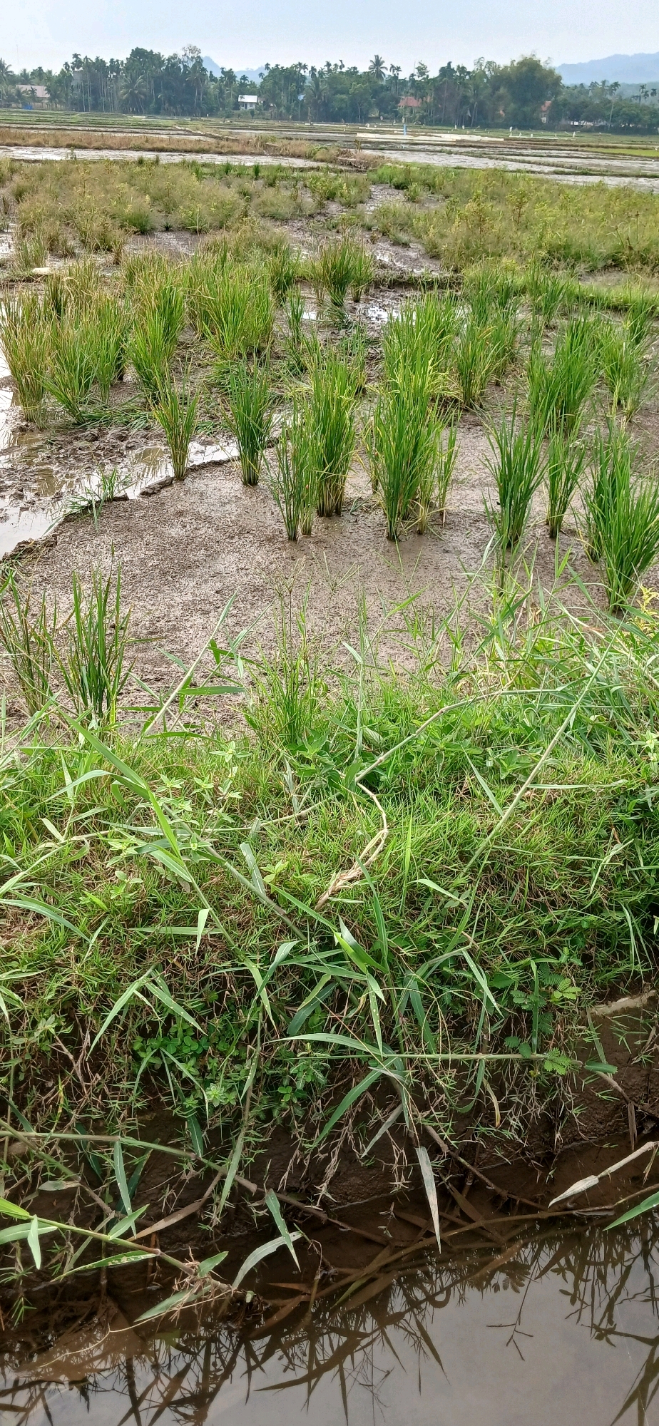 In Glumpangpayong, Indonesia, an agricultural landscape features a flooded rice paddy. The foreground is dominated by lush green grass and reeds growing along the muddy bank of a shallow waterway. The water reflects the surrounding vegetation, creating a distorted mirror image. Further into the scene, young rice plants, appearing as small green shoots, are interspersed with patches of mud and standing water. In the background, more rice paddies stretch towards a line of trees and houses, characteristic of a rural Indonesian setting. The sky is overcast, suggesting a cloudy day.