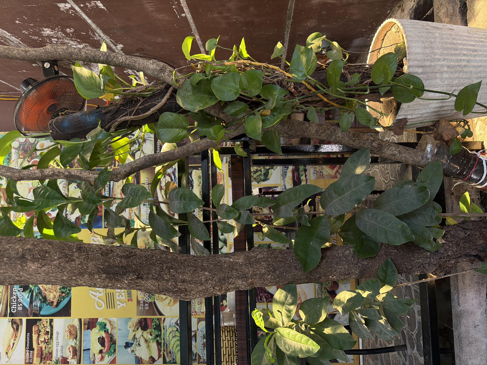 The image shows a vertical arrangement of elements, seemingly captured in Đà Nẵng, Vietnam. A tree branch, with rough bark, horizontally dominates the foreground, supporting vibrant green foliage. Behind the branch, there is a metal structure with vertical bars. Advertisements for various food items, with prices in Vietnamese Dong, are visible in the background. On the left side of the top of the tree is a fan, and on the right is a planter. The scene is bathed in natural sunlight, which highlights the textures of the tree bark and foliage.