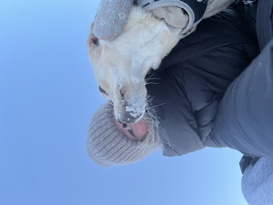 The image depicts a low-angle outdoor scene in Krasnoyarsk, Russia, featuring one individual and one dog against a clear blue sky. A person, visible on the lower left, wears a light brown knitted beanie and a dark, likely black, puffer jacket. Light-colored hair strands are visible around their face, some appearing frosted. Their eyes are visible, directed upwards. A light-colored dog, likely a retriever breed, is positioned to the right of the person's head. The dog's snout and whiskers are covered in visible snow, indicating a snowy environment. A portion of a black and beige harness or collar is visible on the dog. The sky above is a uniform, bright blue, devoid of clouds. The overall scene suggests a cold, clear winter day.
